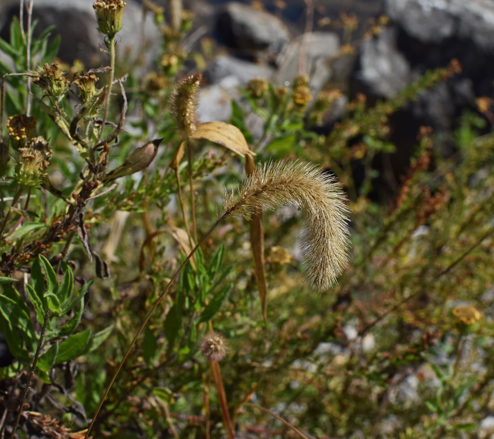 Nikon D3300 sample photo. Fuzzy grass in fall photography