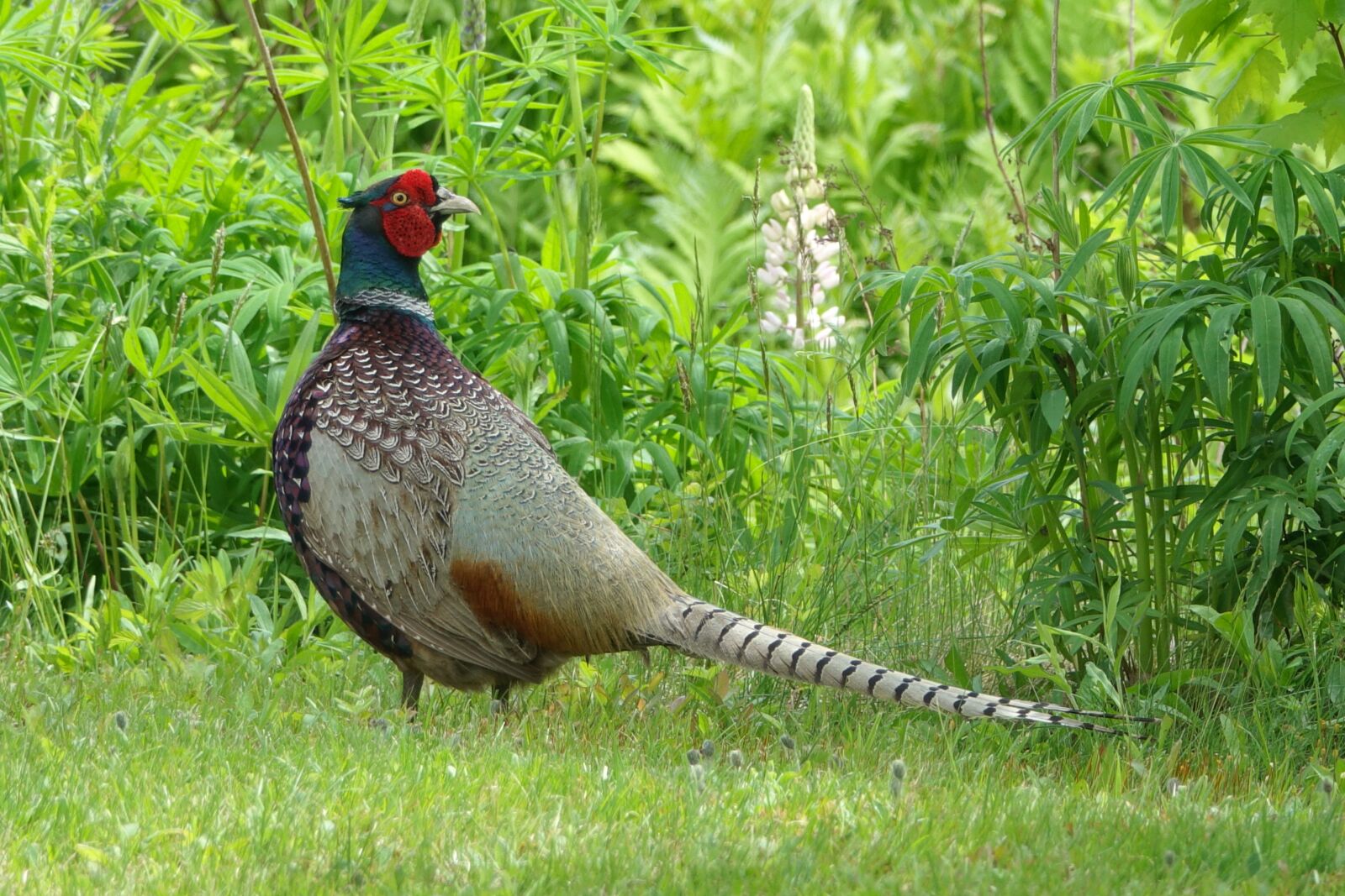 Sony Cyber-shot DSC-RX10 III sample photo. Ring necked pheasant, pheasant photography