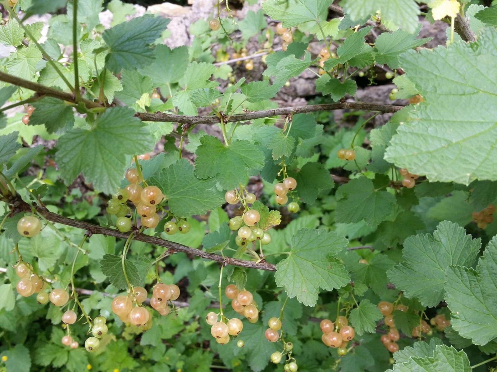 Samsung Galaxy S5 sample photo. Champagne currants, currant jam photography