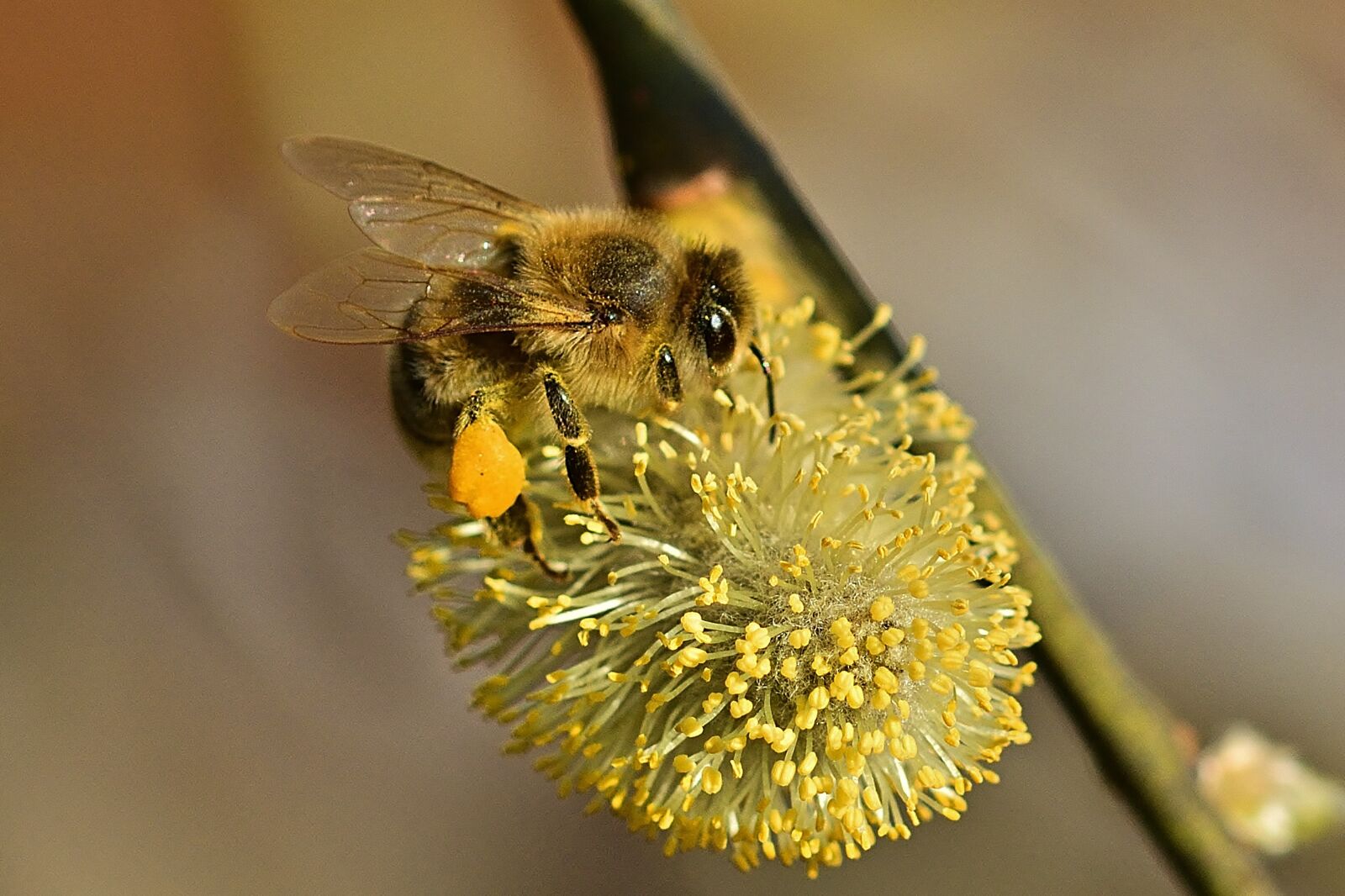 Nikon D5200 sample photo. Nature, bee, insect photography