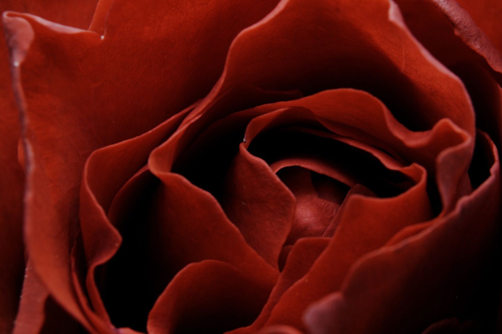 Canon EOS 750D (EOS Rebel T6i / EOS Kiss X8i) sample photo. Flower, petal, stem photography