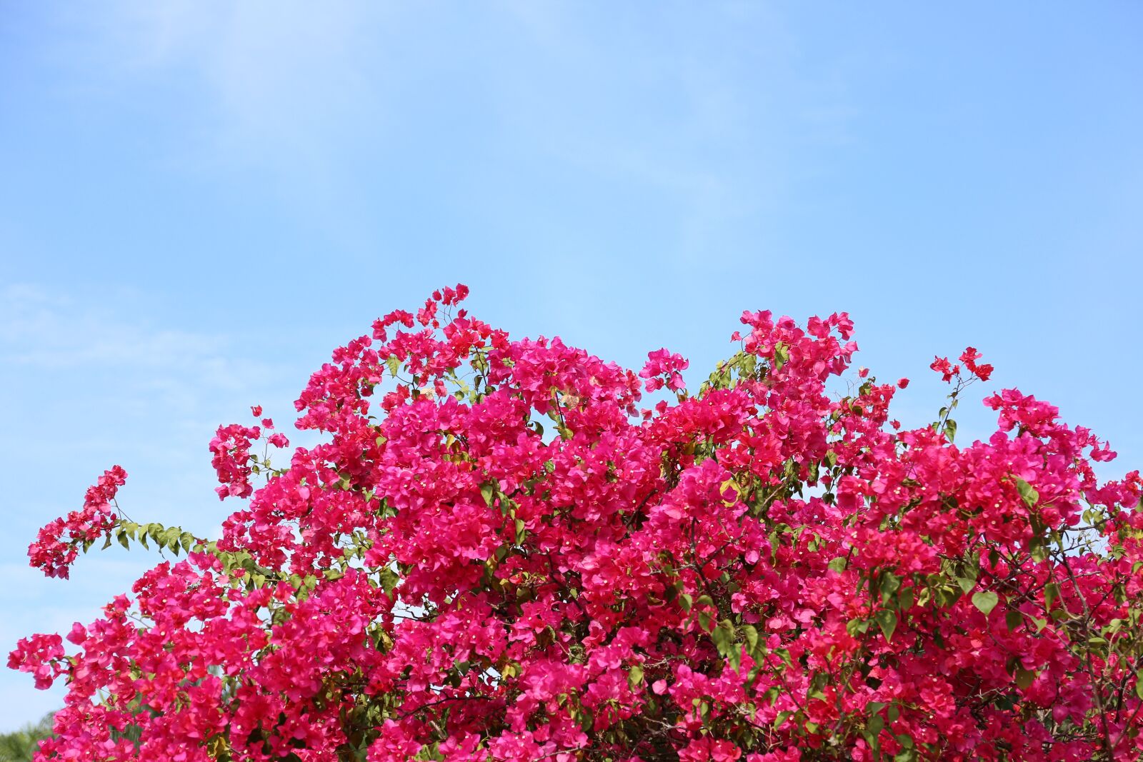 Canon EF 24-70mm F4L IS USM sample photo. Nature, flower, plant photography