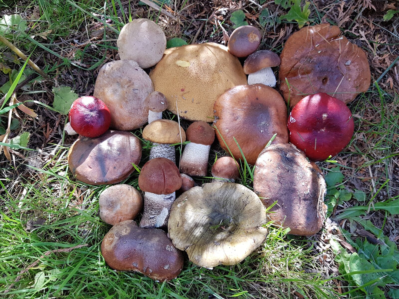 Samsung SM-G930F sample photo. Mushrooms, forest, mushroom photography
