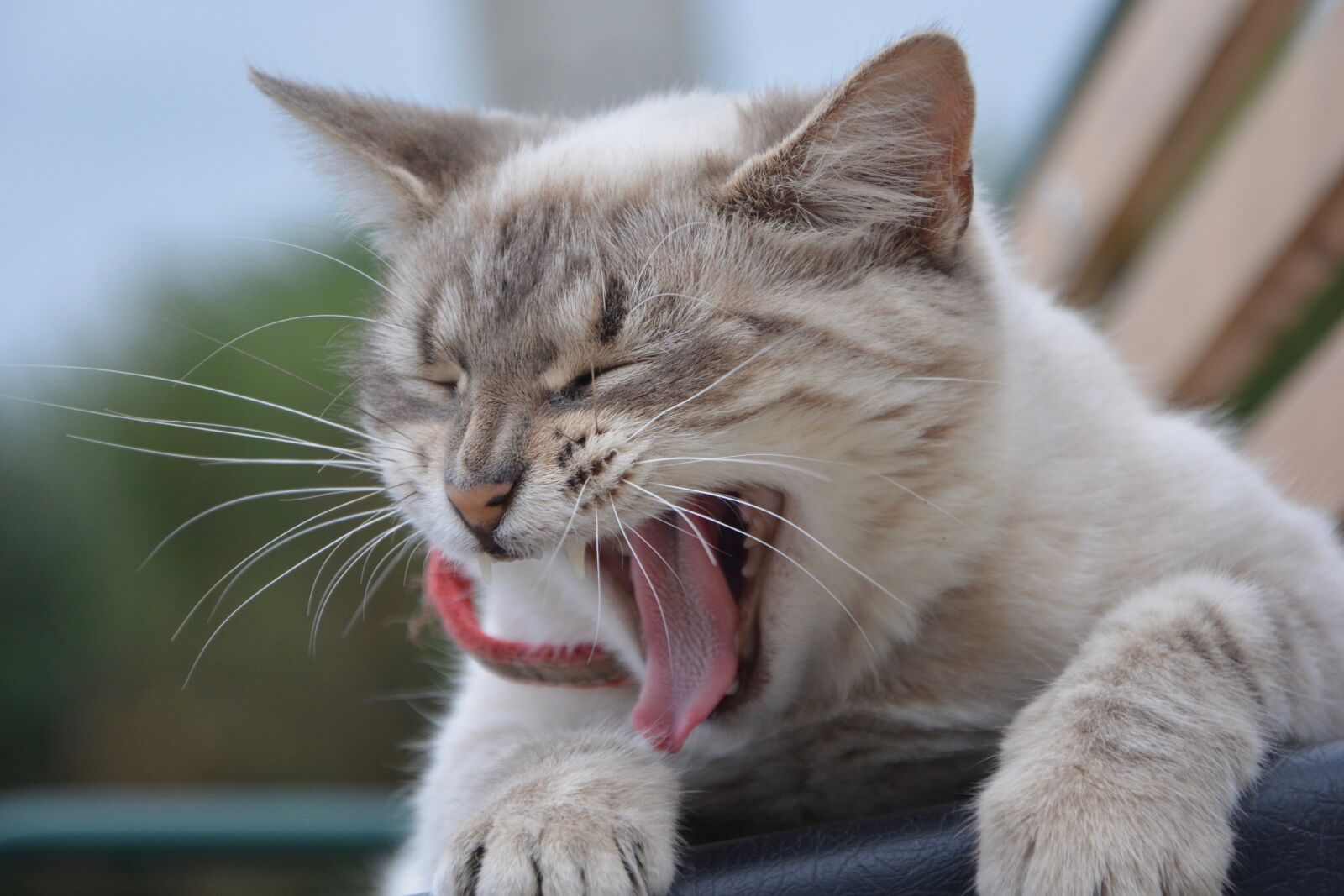 Nikon D5200 sample photo. Cat, yawn of the photography