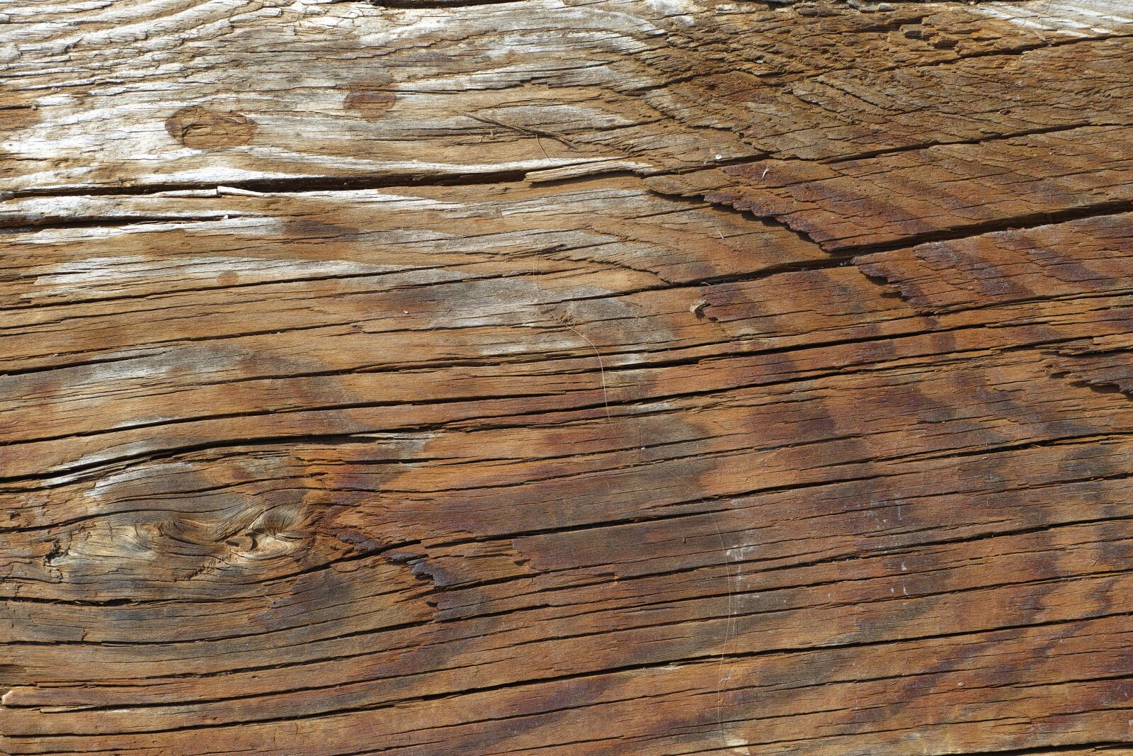 Sigma DP3 Merrill sample photo. Wood-fibre boards, tree, ground photography