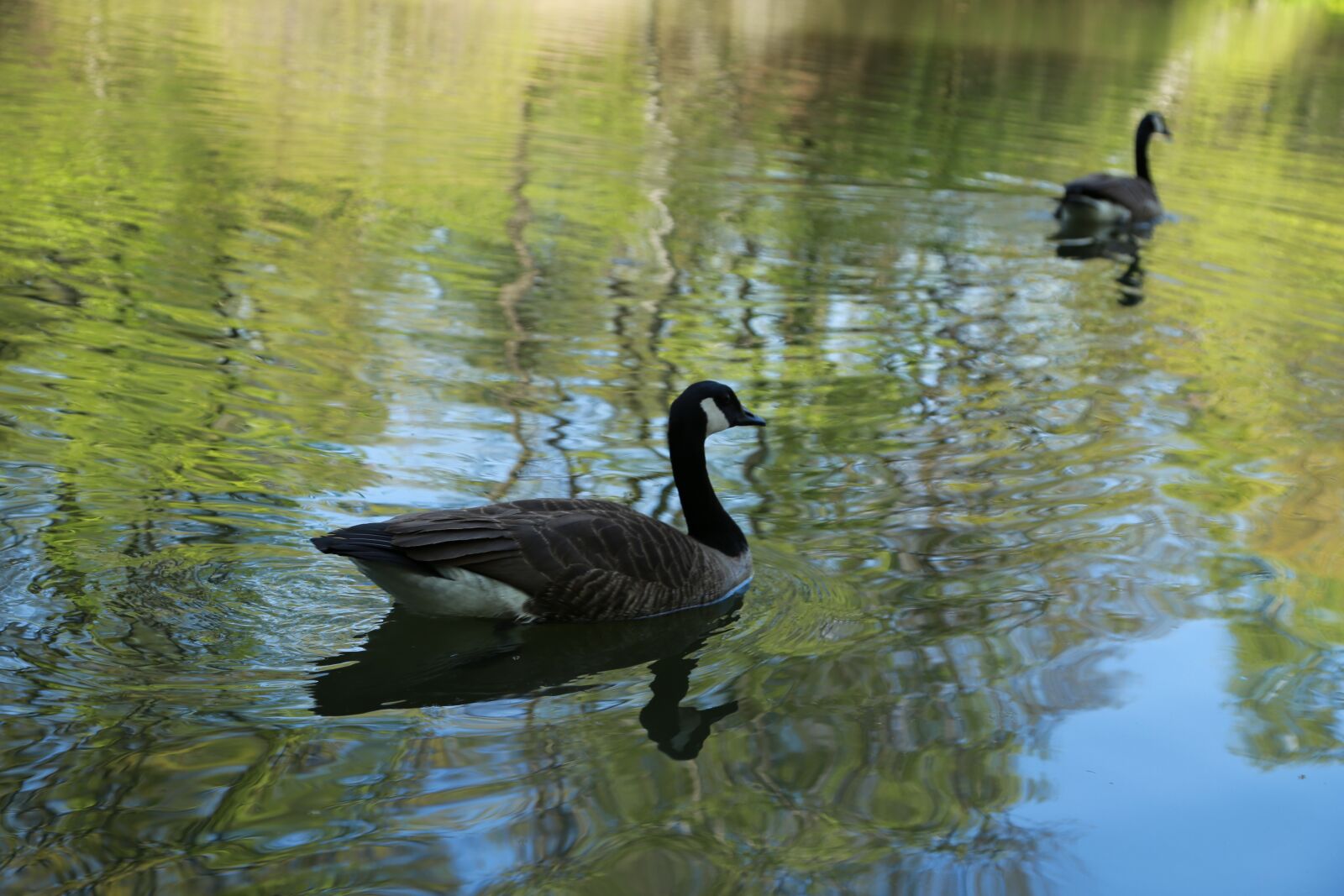 Canon EOS 6D + Canon EF 24-105mm F4L IS USM sample photo. Noel online gift shop photography