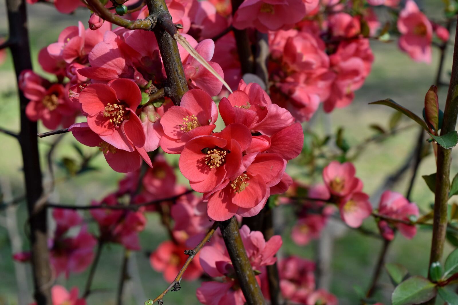Nikon D5500 sample photo. Pink, pistil, shrub, nature photography