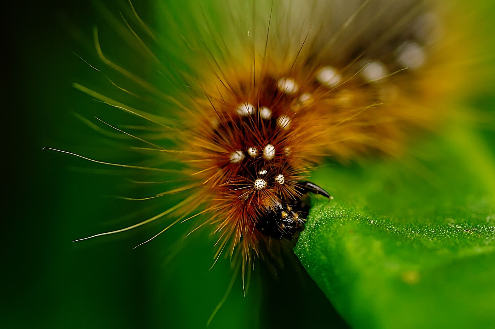 Canon EF-S 60mm F2.8 Macro USM sample photo. Caterpillar, insect, nature photography