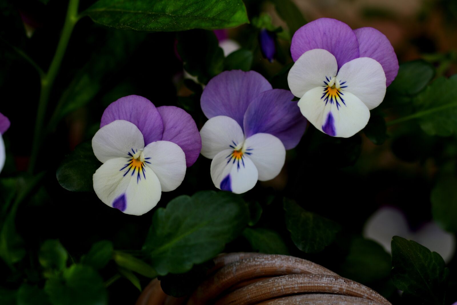 Canon EOS 7D Mark II + Canon EF 50mm F1.8 STM sample photo. Violets, winter, the purple-and-white photography