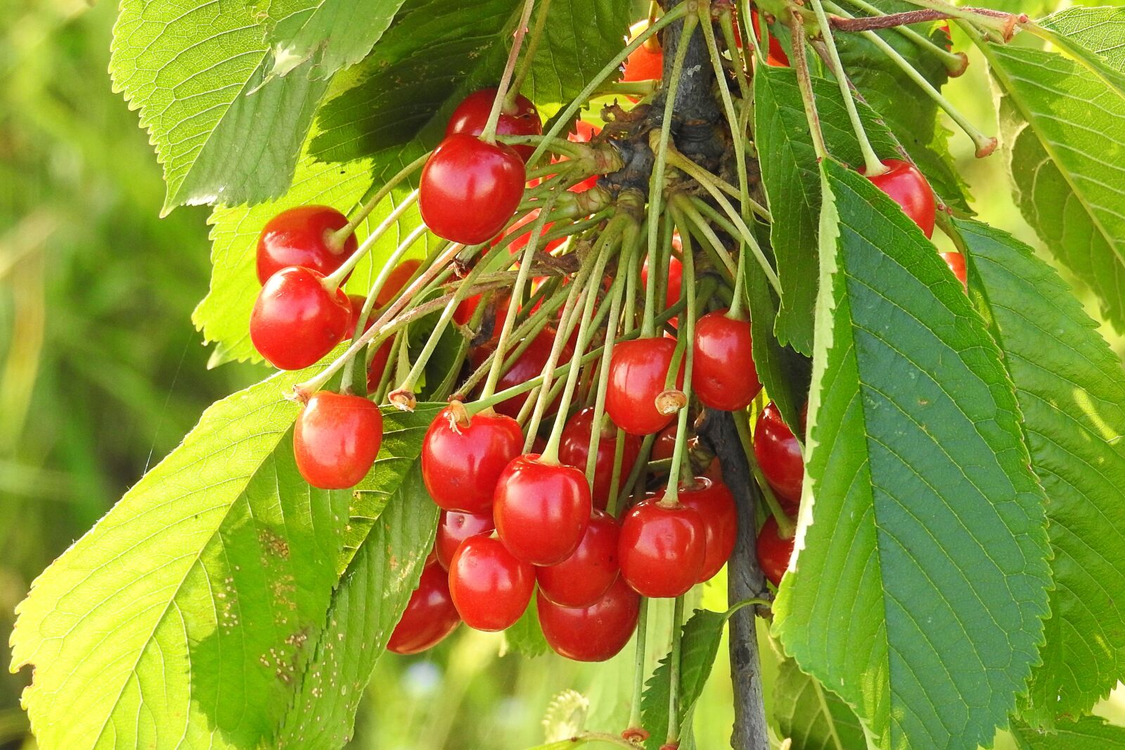 Nikon Coolpix P900 sample photo. Cherries, wild cherries, orchard photography