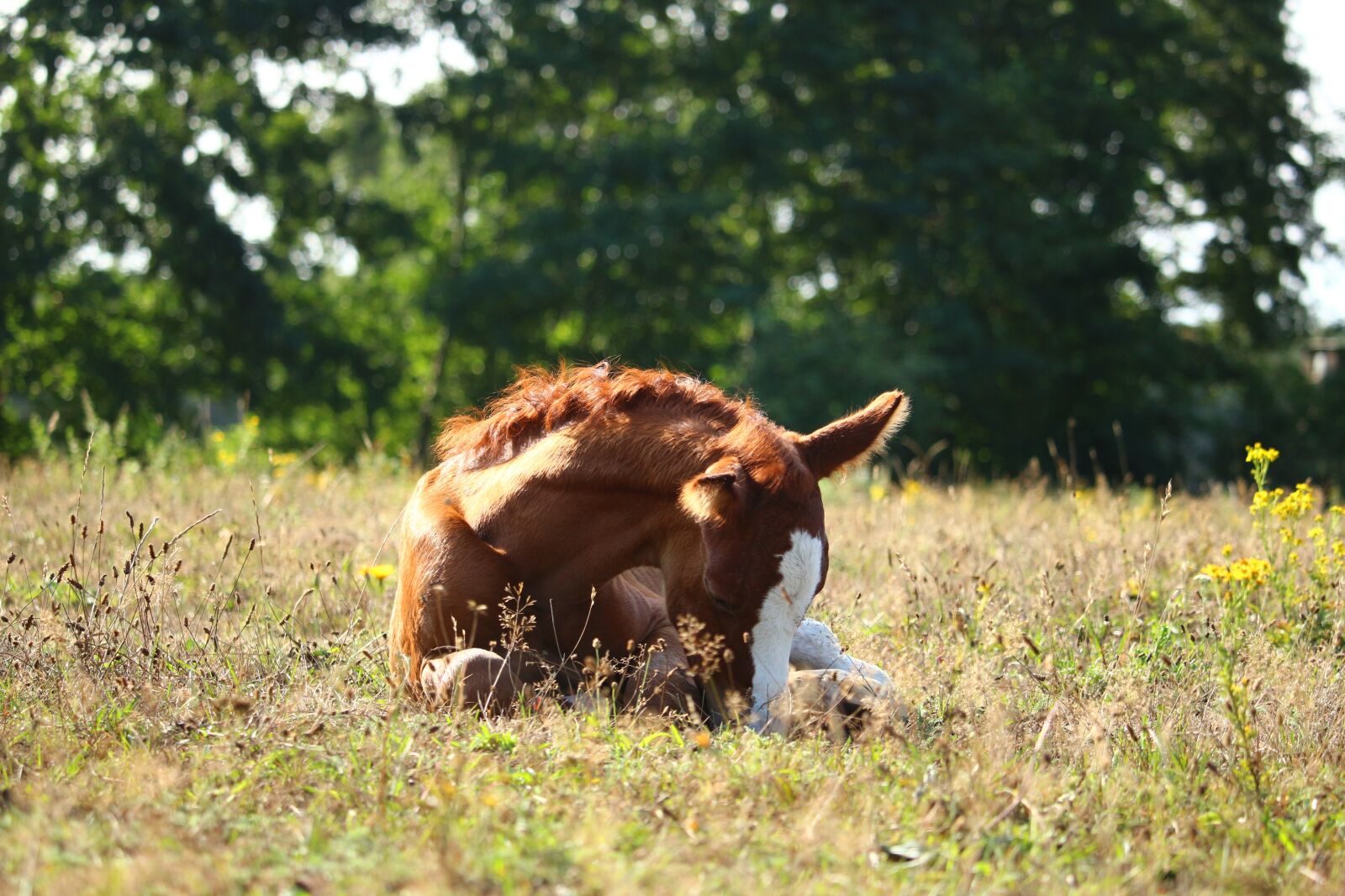 Canon EOS 100D (EOS Rebel SL1 / EOS Kiss X7) sample photo. Horse, foal, fuchs photography