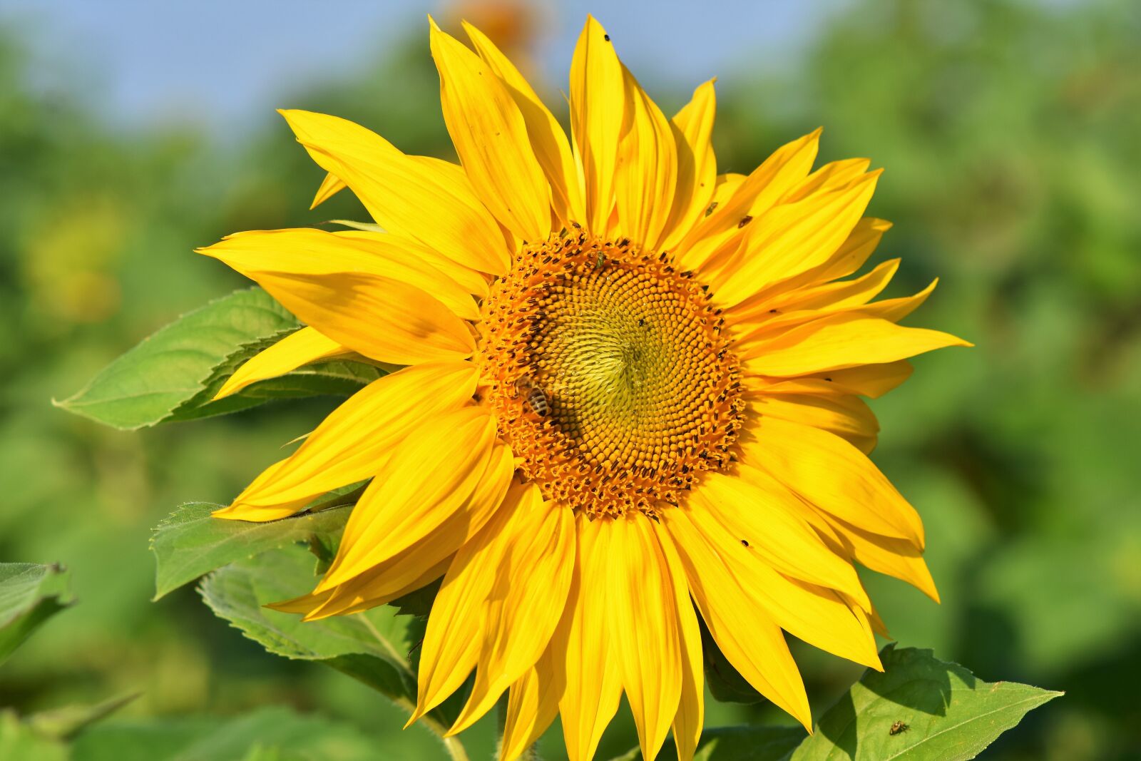 Nikon D7200 sample photo. Sunflower, flower, petals photography