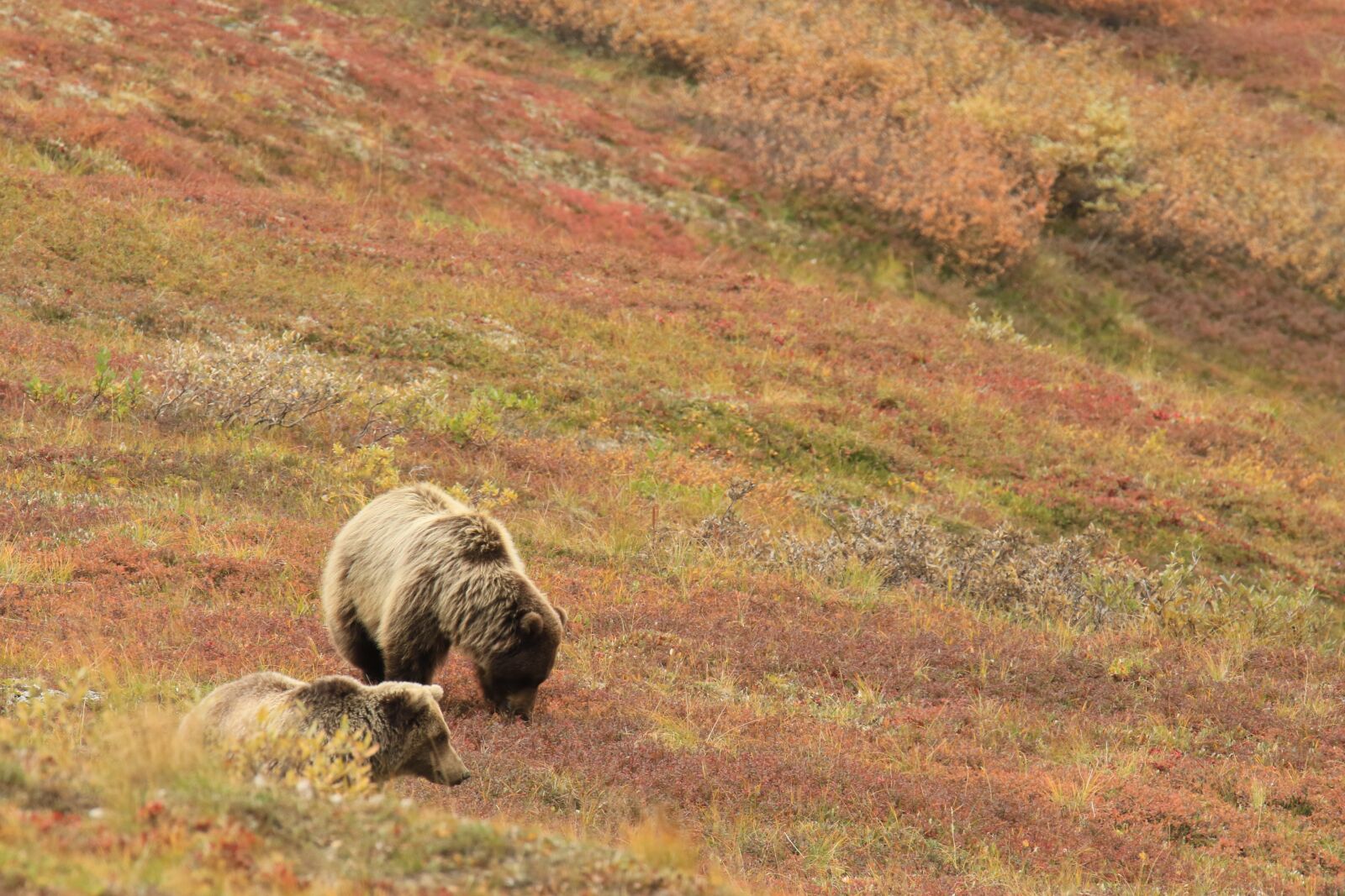 Canon EOS 7D Mark II sample photo. Bears, mother, cub photography