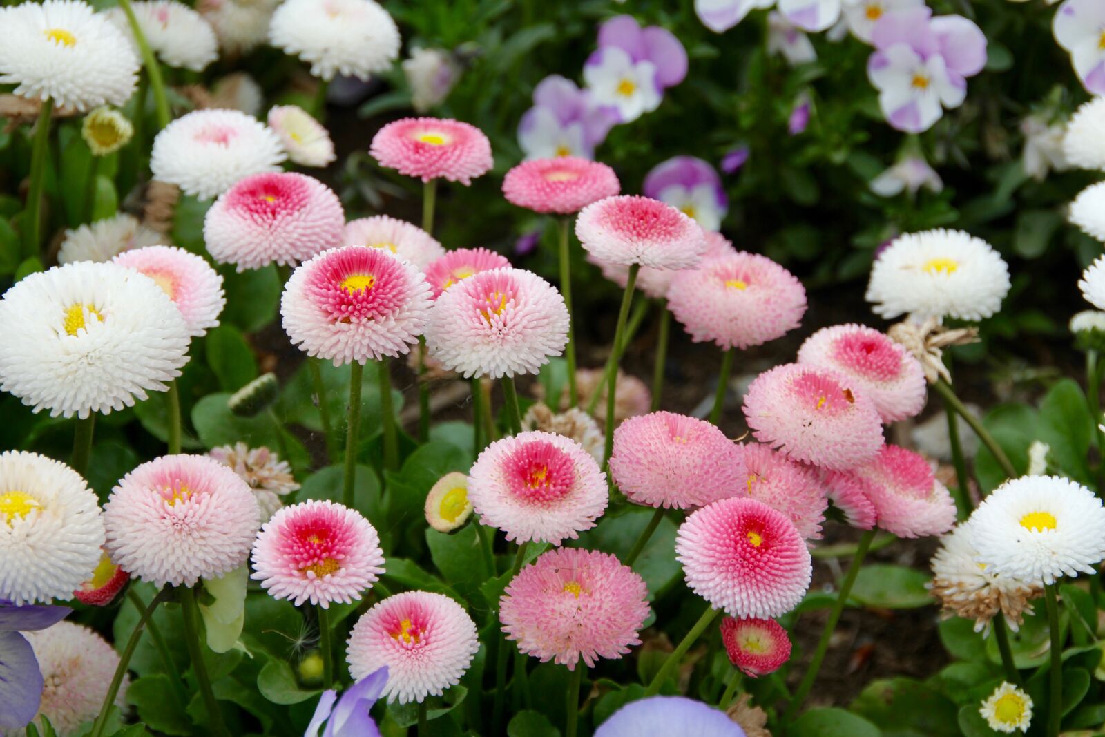 Canon EOS 60D sample photo. Daisy, korbblüter, flowers photography