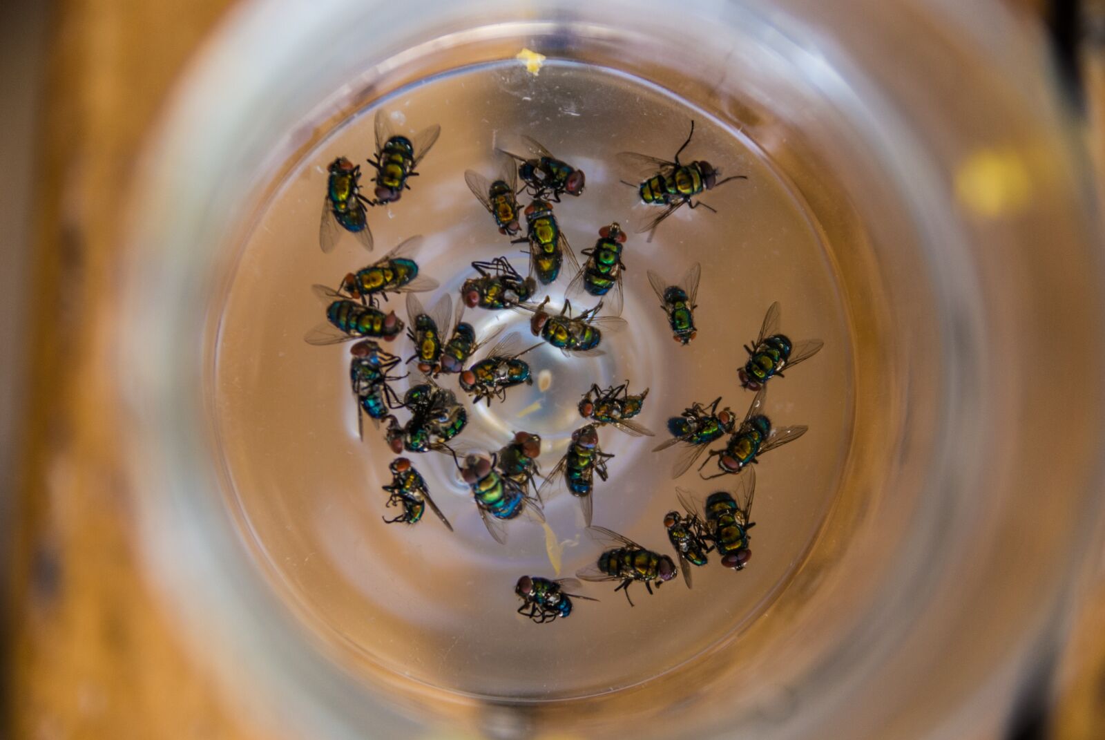 Nikon D80 sample photo. Fly, flies, beer photography