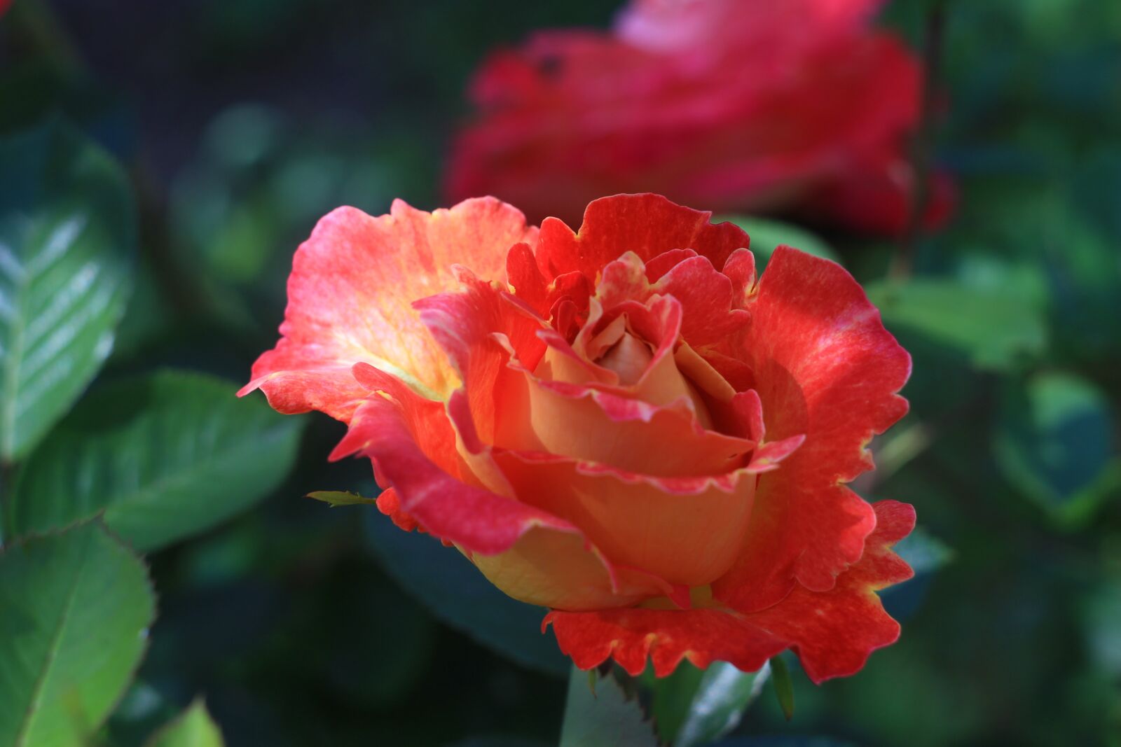 Canon EOS 1100D (EOS Rebel T3 / EOS Kiss X50) sample photo. Rose, flowers, nature photography