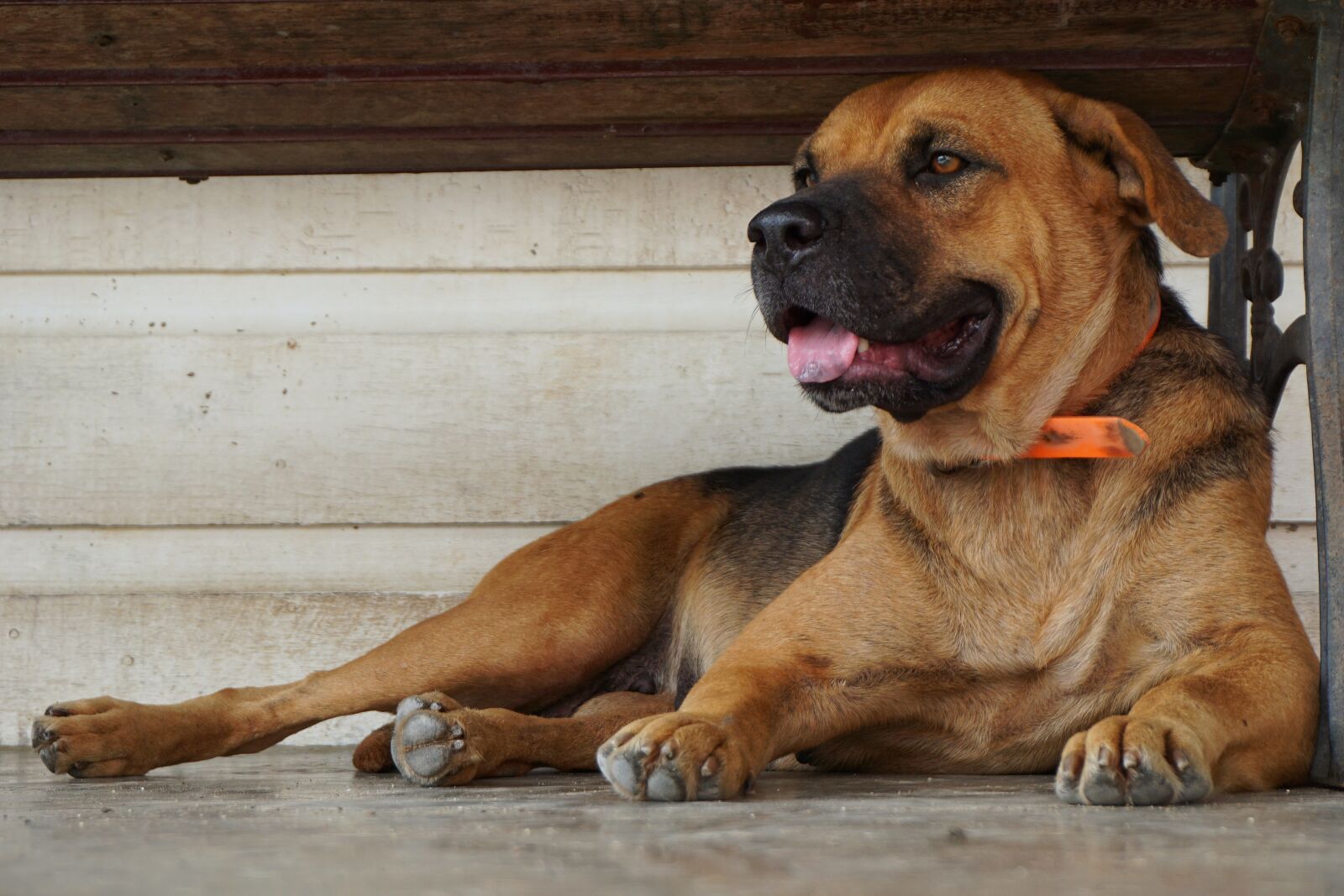 Sony E 16-50mm F3.5-5.6 PZ OSS sample photo. Dog, pet, happy photography