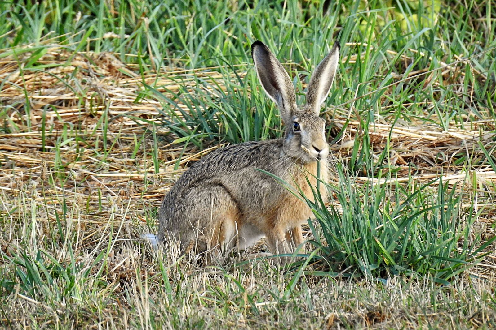 Nikon Coolpix P900 sample photo. Hare, mammal, animal photography