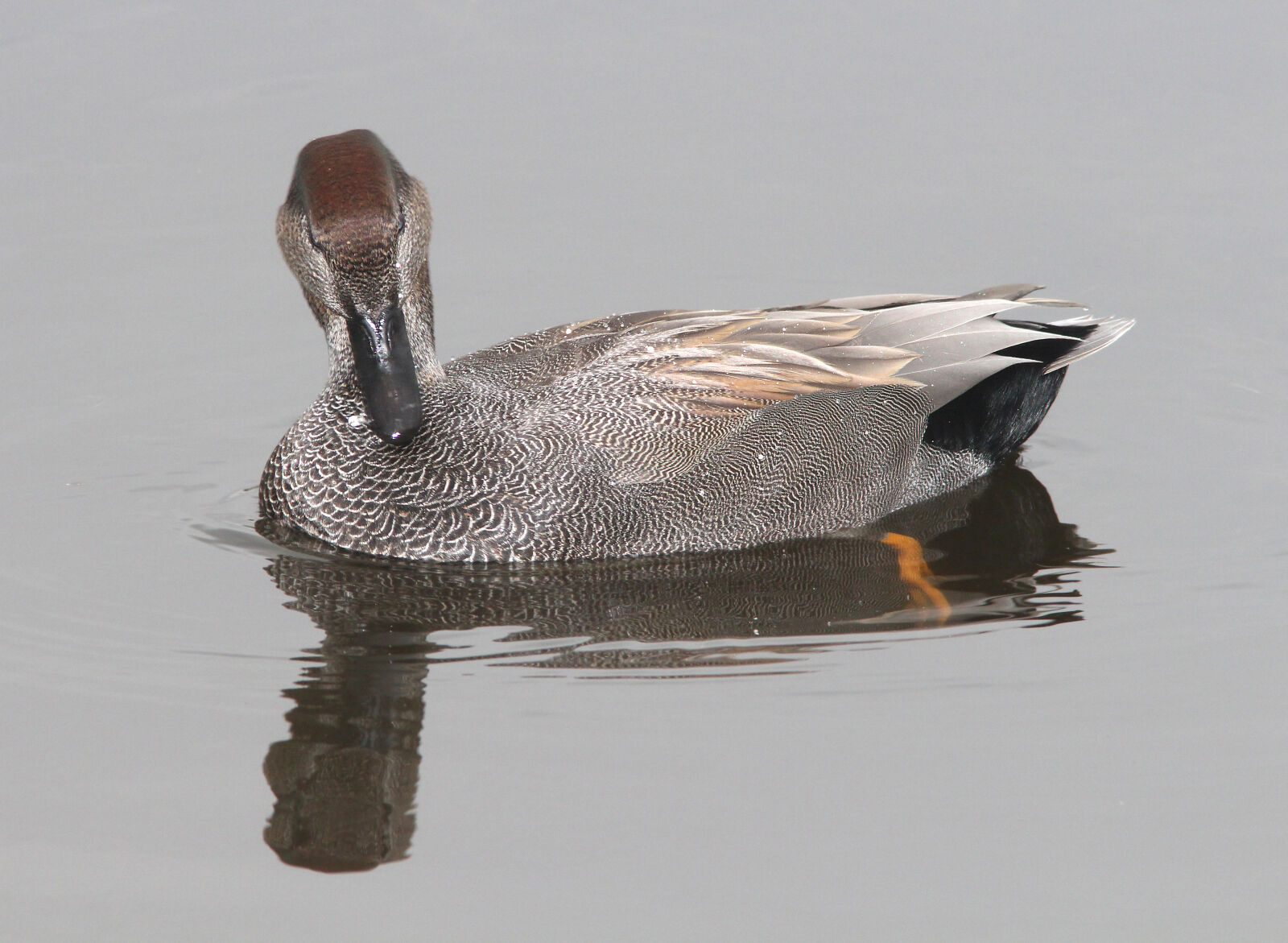 Canon EF 300mm F4L IS USM sample photo