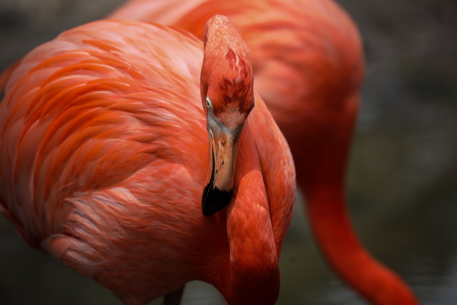 Canon EOS 5D Mark IV + Canon EF 70-300 F4-5.6 IS II USM sample photo. Flamingo, pink, bright photography
