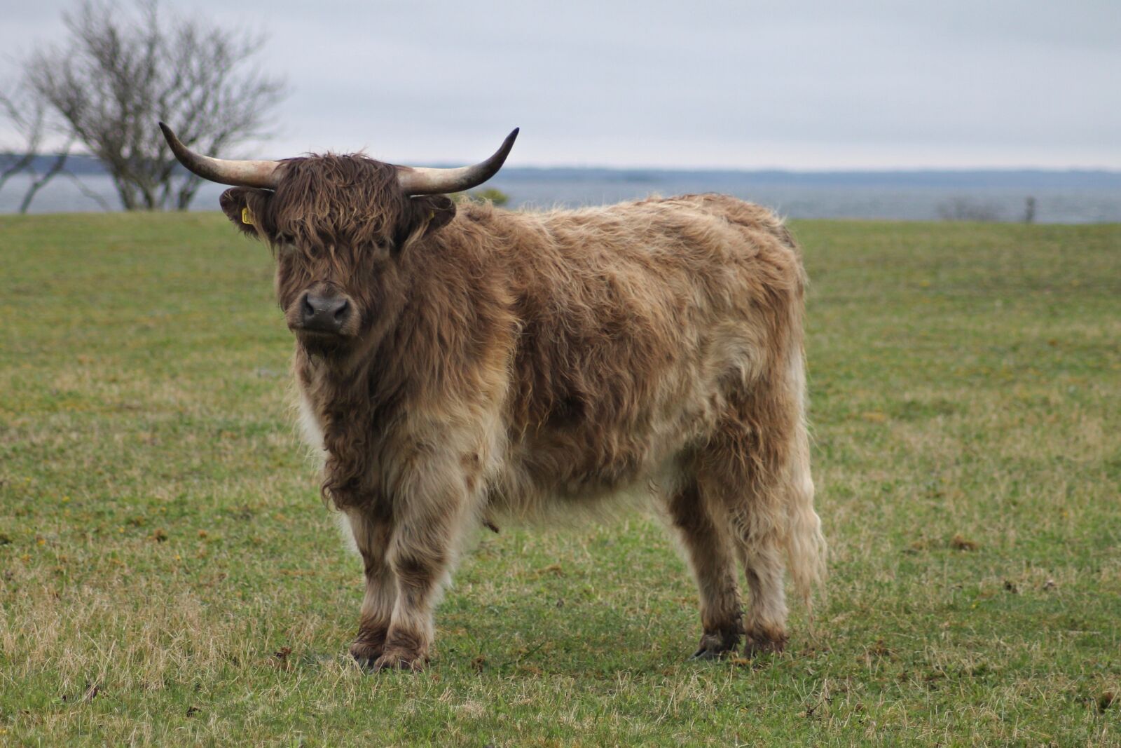 Canon EOS 1100D (EOS Rebel T3 / EOS Kiss X50) sample photo. Highland cattle, highland cow photography