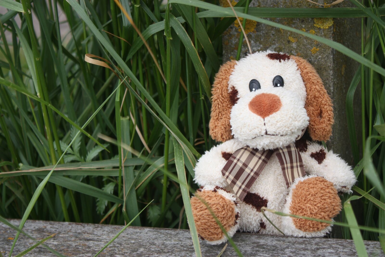 Canon EOS 450D (EOS Rebel XSi / EOS Kiss X2) sample photo. Dog, soft toy, plush photography