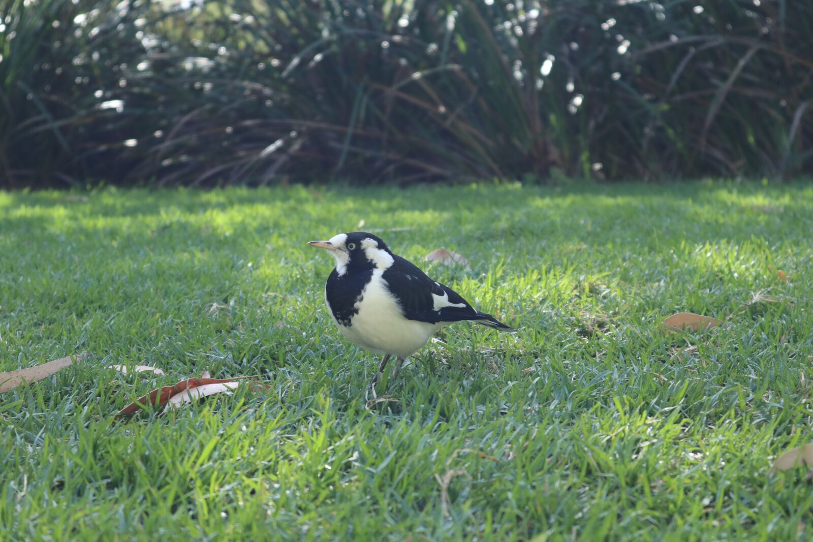 Canon EOS M5 + Canon EF-M 15-45mm F3.5-6.3 IS STM sample photo. Magpie, bird, animal photography
