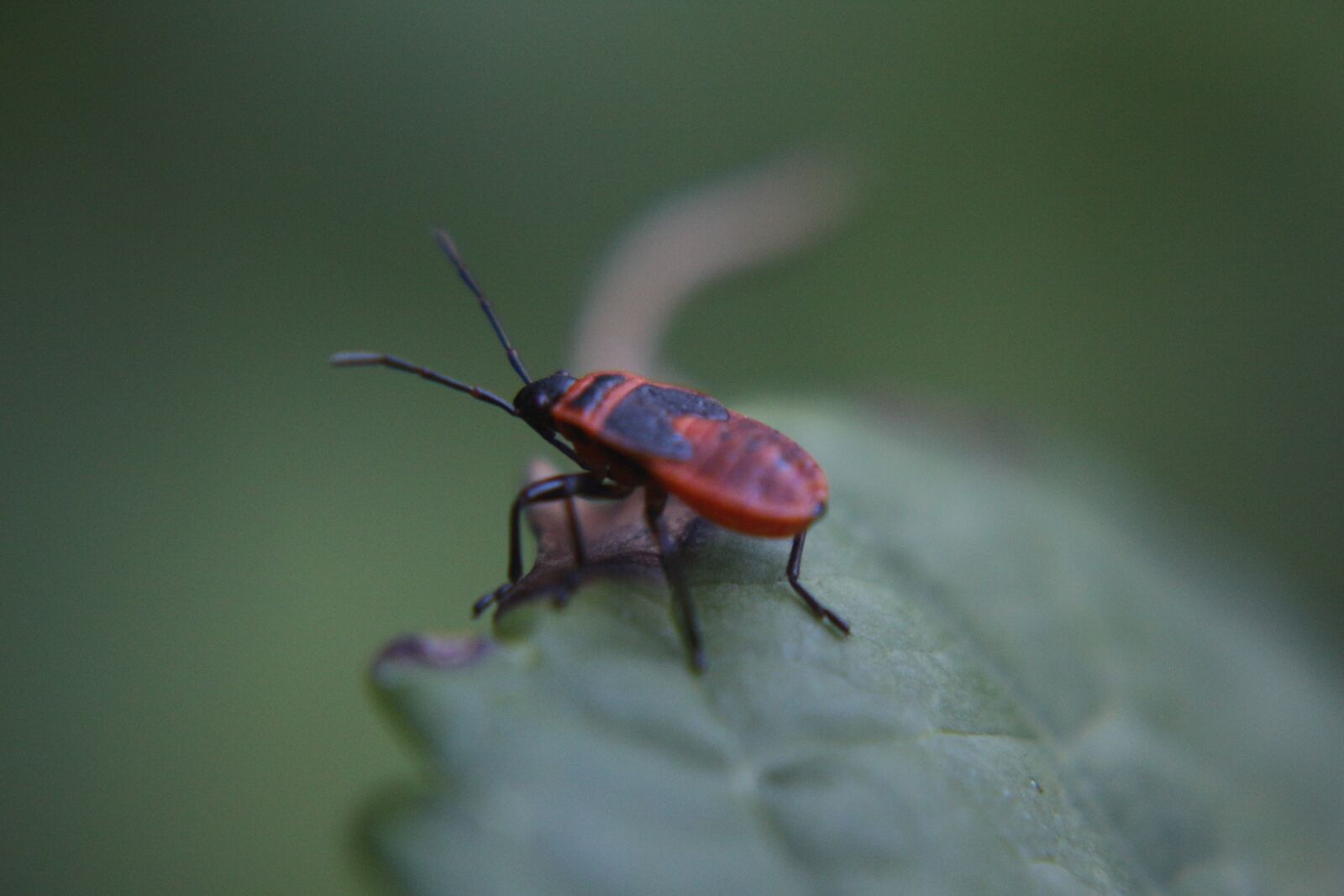 Canon EF-S 18-55mm F3.5-5.6 IS sample photo. Nature, beetle, red photography