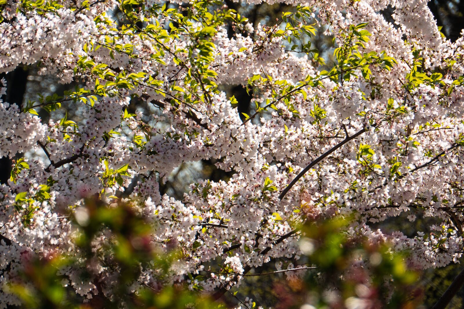 Panasonic Lumix DC-G9 + Panasonic Lumix G Vario HD 14-140mm F4-5.8 OIS sample photo. Spring, flower, cherry photography