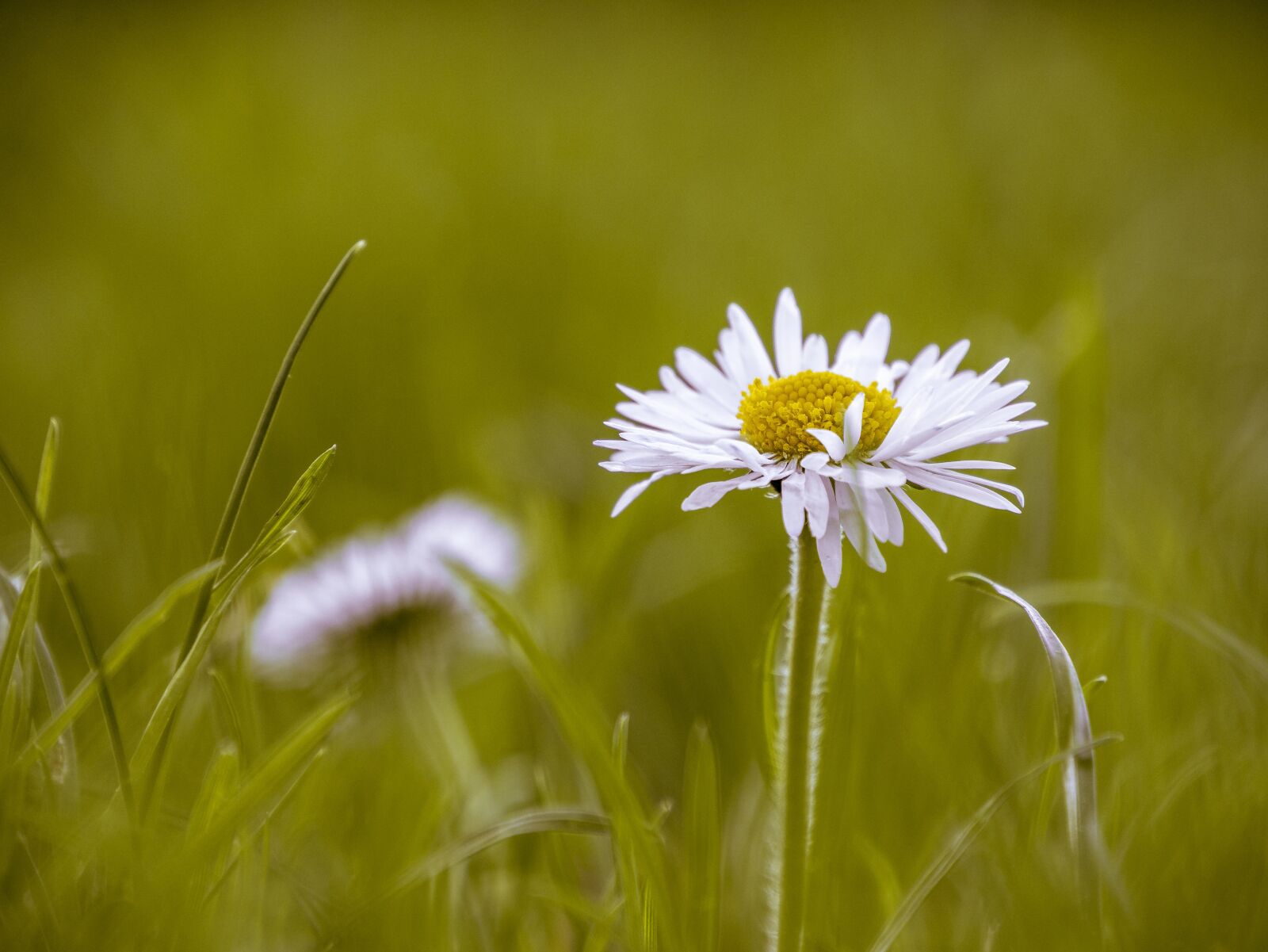 Panasonic DMC-G70 sample photo. Nature, grass, field photography