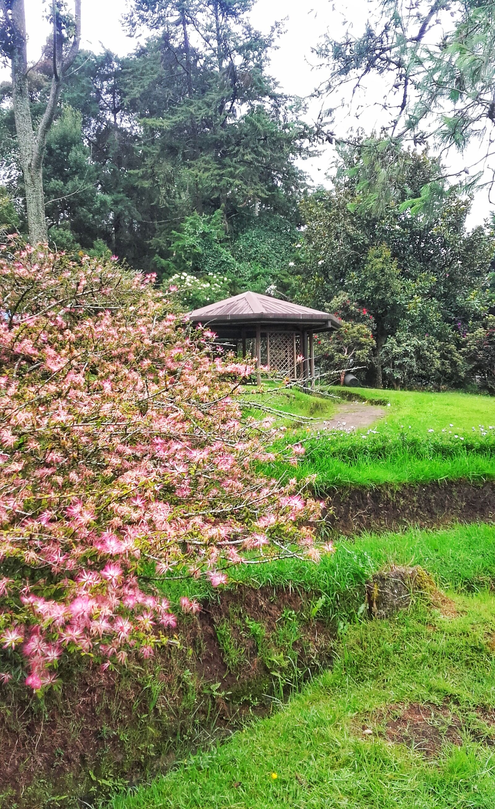 Samsung Galaxy Grand Prime sample photo. Followers, green, travel, tree photography