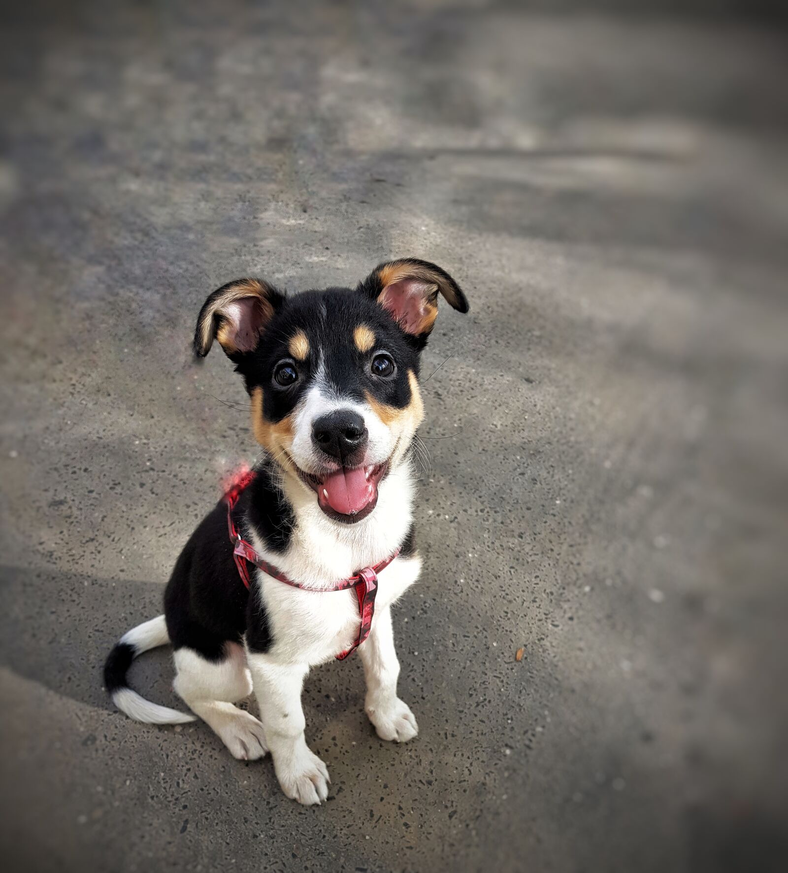 Samsung Galaxy S8+ sample photo. Dog, bitch, animal photography