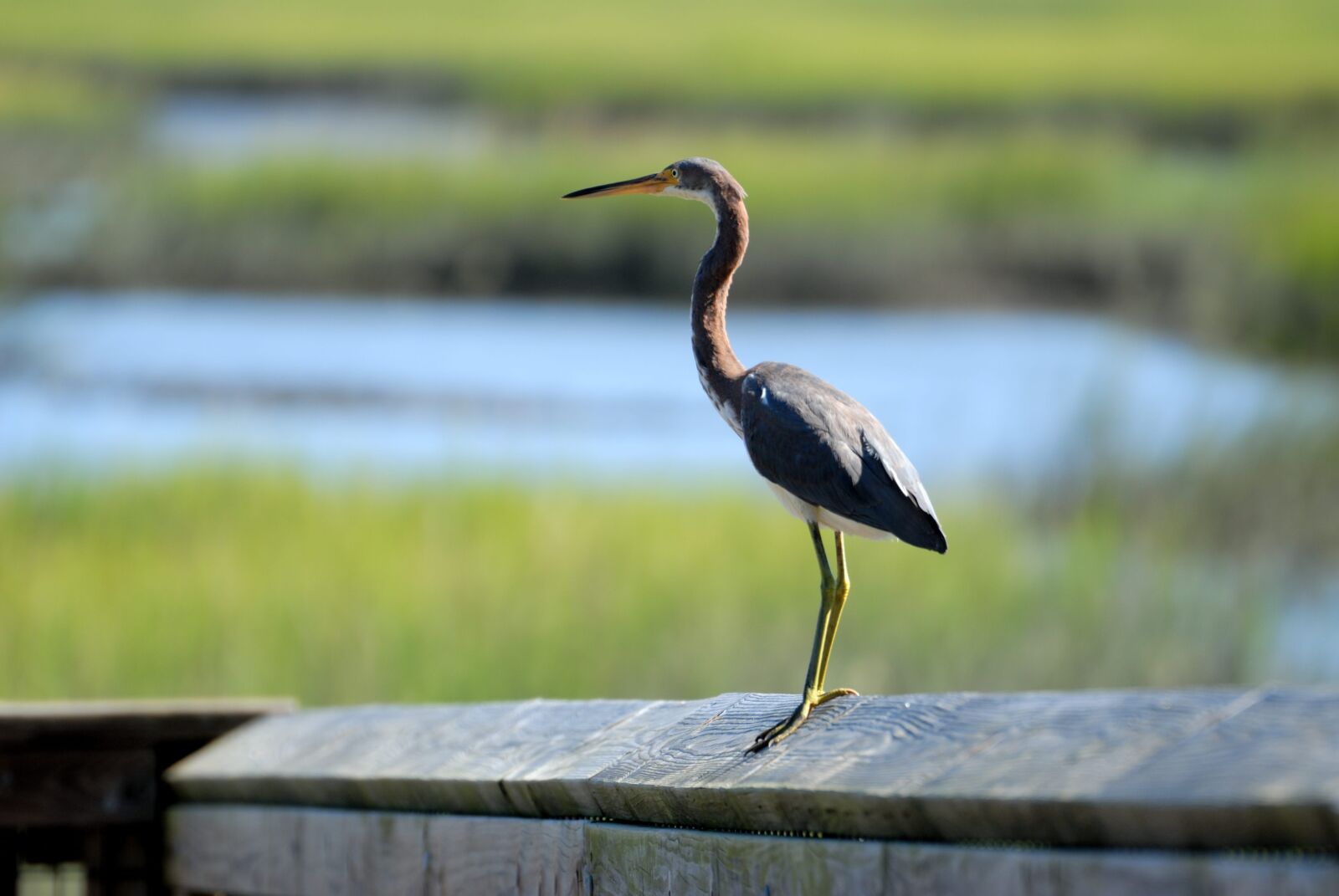 Nikon D200 sample photo. Tri colored, egret, bird photography
