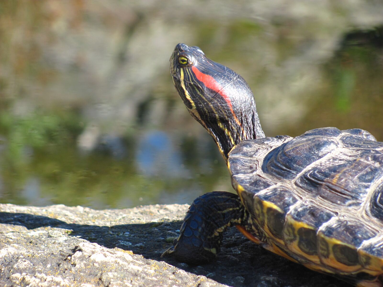 Canon PowerShot SX120 IS sample photo. Turtle, nature, outdoor photography