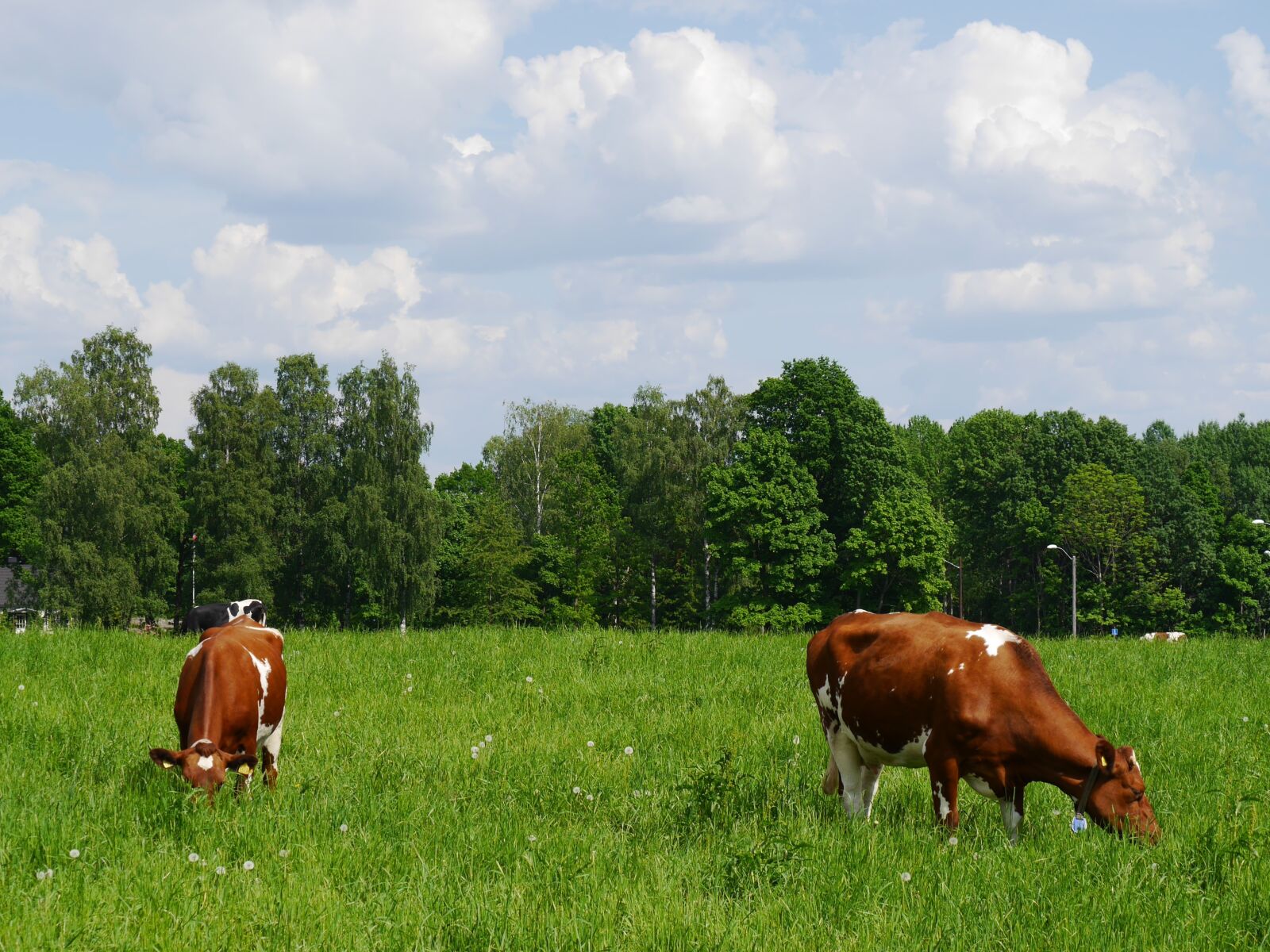 Panasonic Lumix DMC-G6 sample photo. Grazing, cows, eat photography