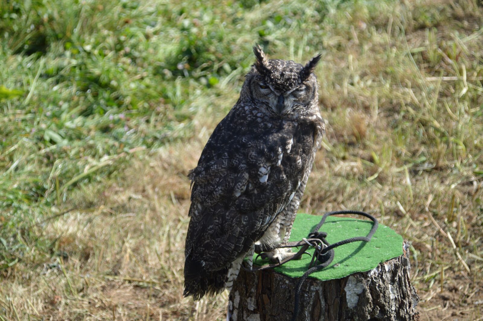 Nikon D3200 sample photo. Raptor, owl, bird photography