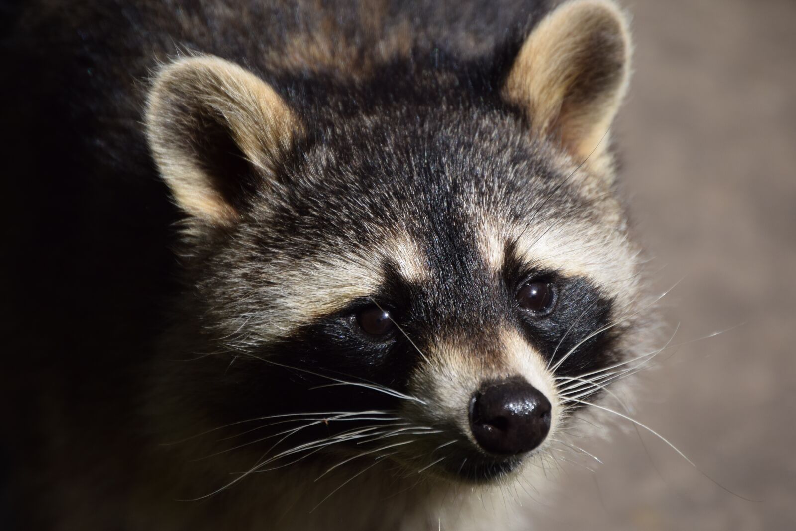 Nikon D3300 sample photo. Raccoon, animal, close up photography