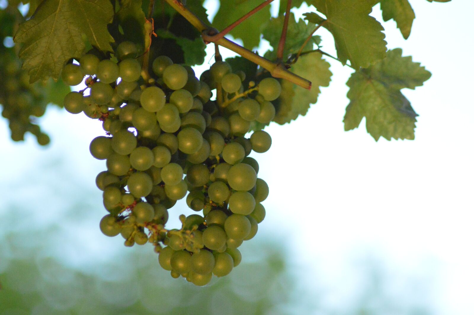 Nikon D3200 sample photo. Grape, cluster, green photography