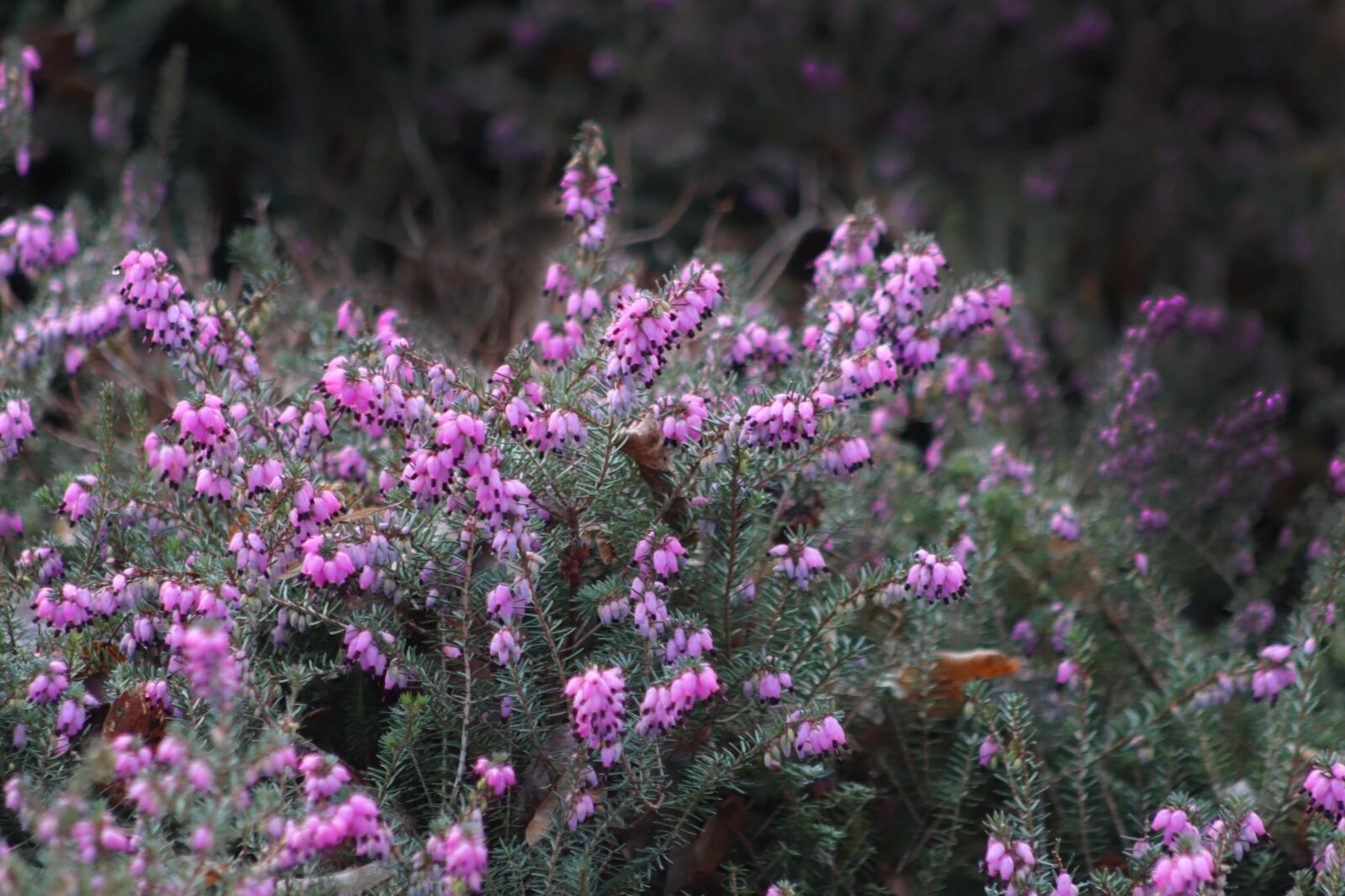 Canon EOS 800D (EOS Rebel T7i / EOS Kiss X9i) sample photo. Winter heath, snow heath photography