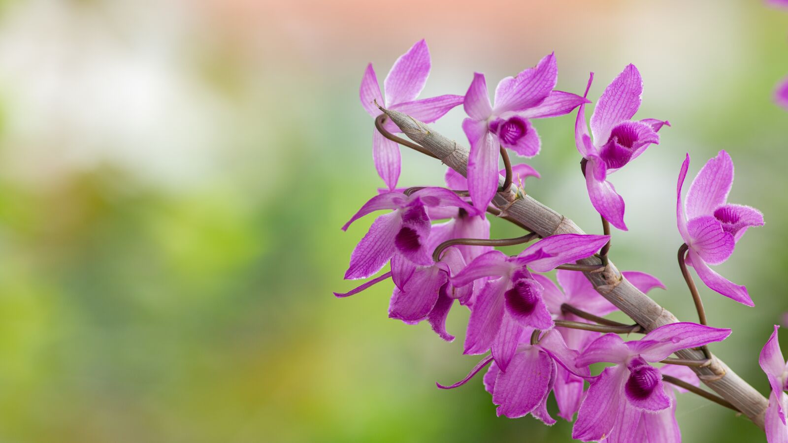 Canon EOS 5D Mark III + Canon EF 300mm f/4L sample photo. Orchid, orchids, flower photography