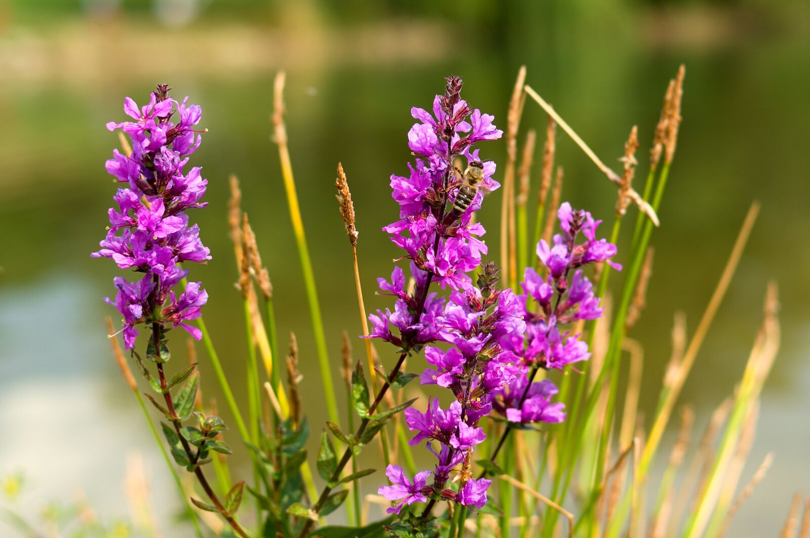 Nikon D3200 sample photo. Bee, purple flower, nature photography