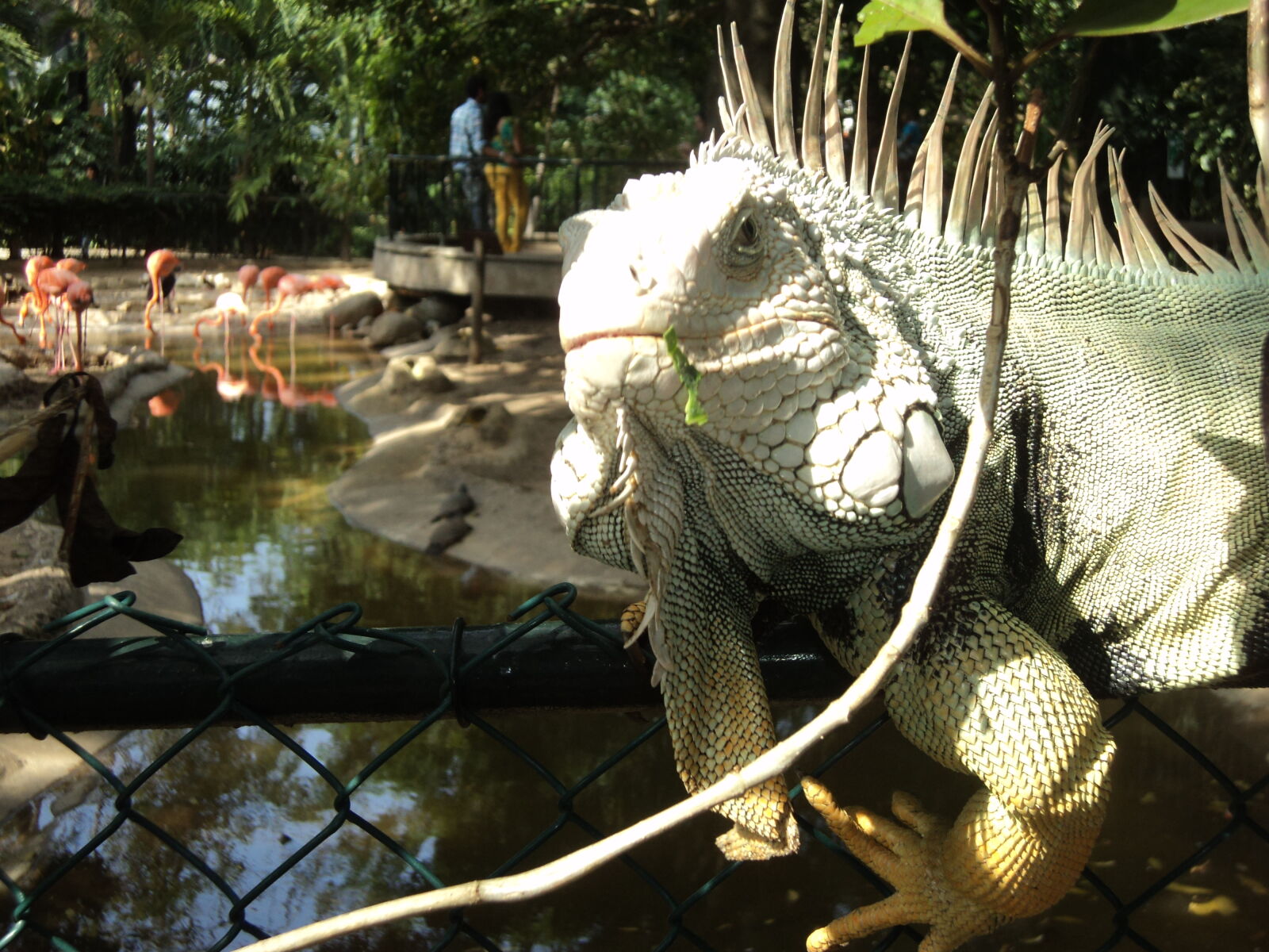 Sony Cyber-shot DSC-W310 sample photo. Caporo, iguana, iguana, male photography