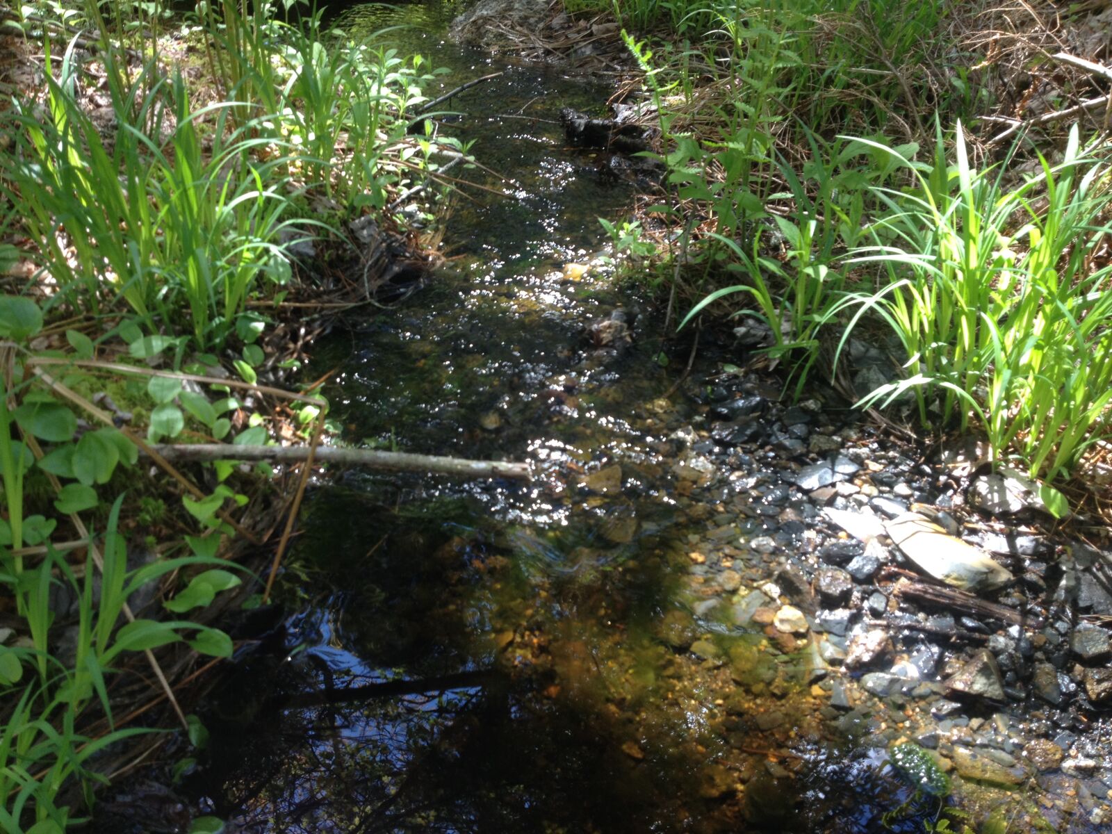 iPhone 4S back camera 4.28mm f/2.4 sample photo. Brook, canada, nature, nova photography