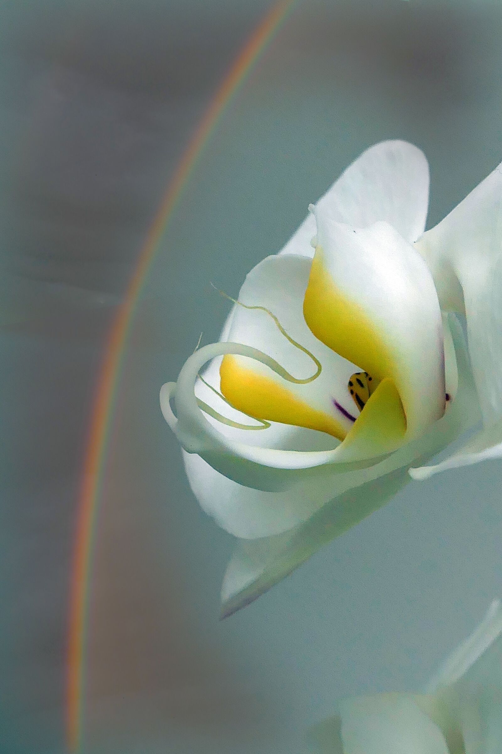 Panasonic Lumix DMC-LX10 (Lumix DMC-LX15) sample photo. Orchid, blossom, bloom photography