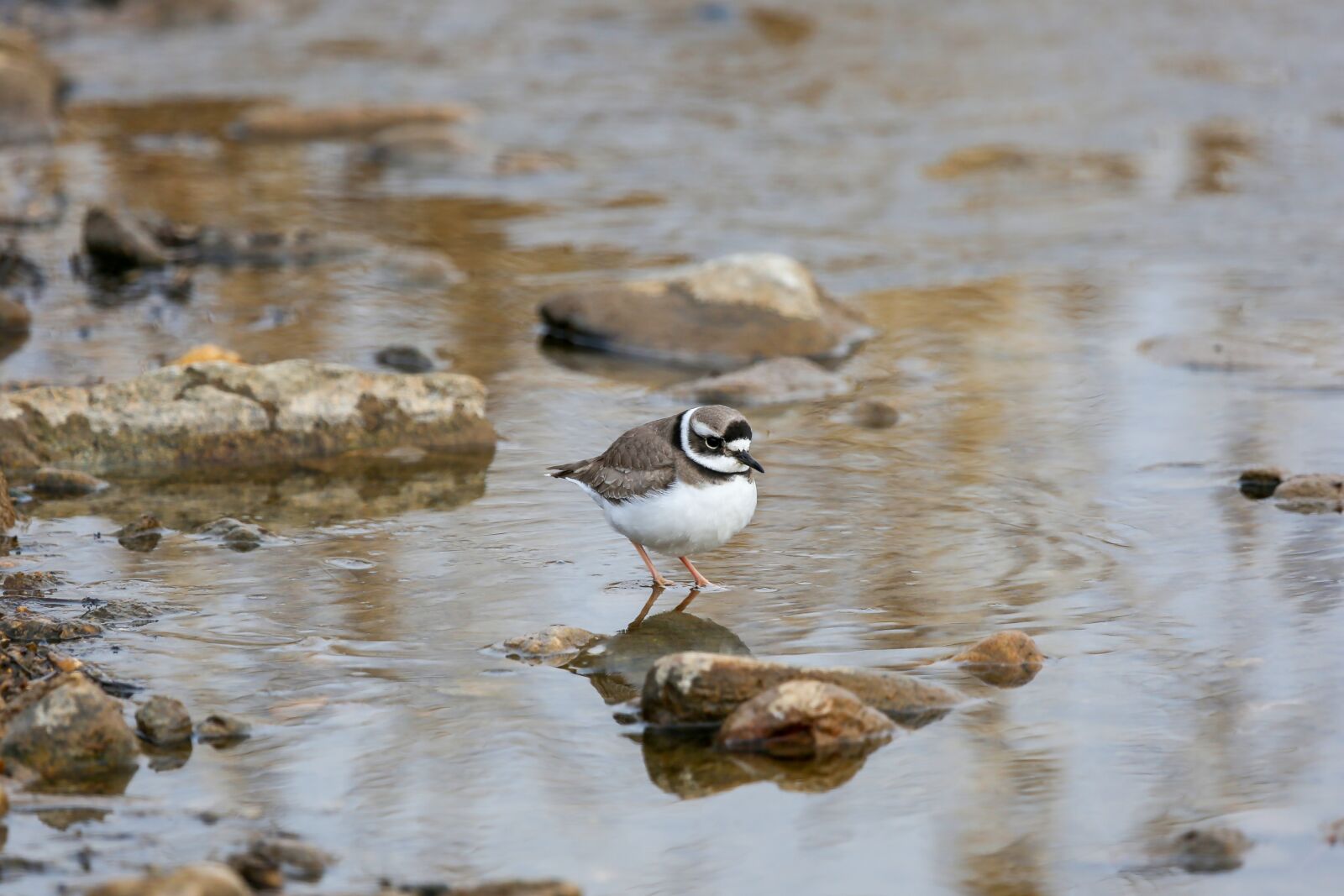 Canon EF 100-400mm F4.5-5.6L IS USM sample photo. Water, new, nature photography