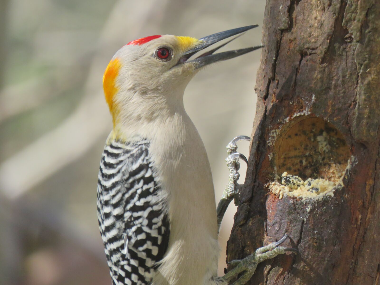 Canon PowerShot SX60 HS sample photo. Woodpecker, bird, wildlife photography