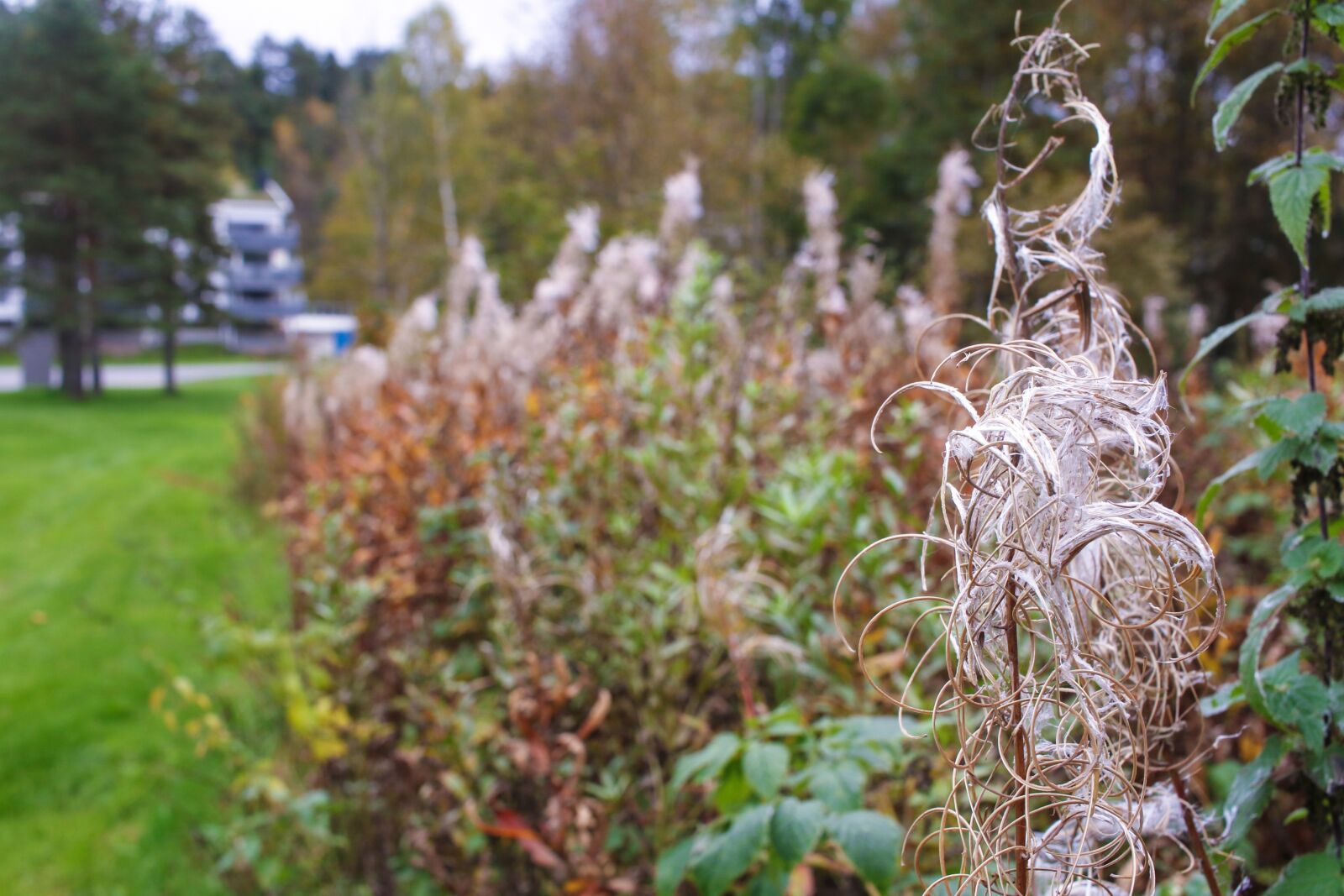 Canon EOS 7D Mark II sample photo. Landscape, autumn, fall photography