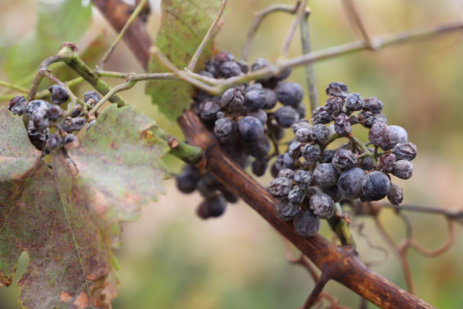 Canon EOS 6D Mark II sample photo. Grapes, vintage, ice wine photography