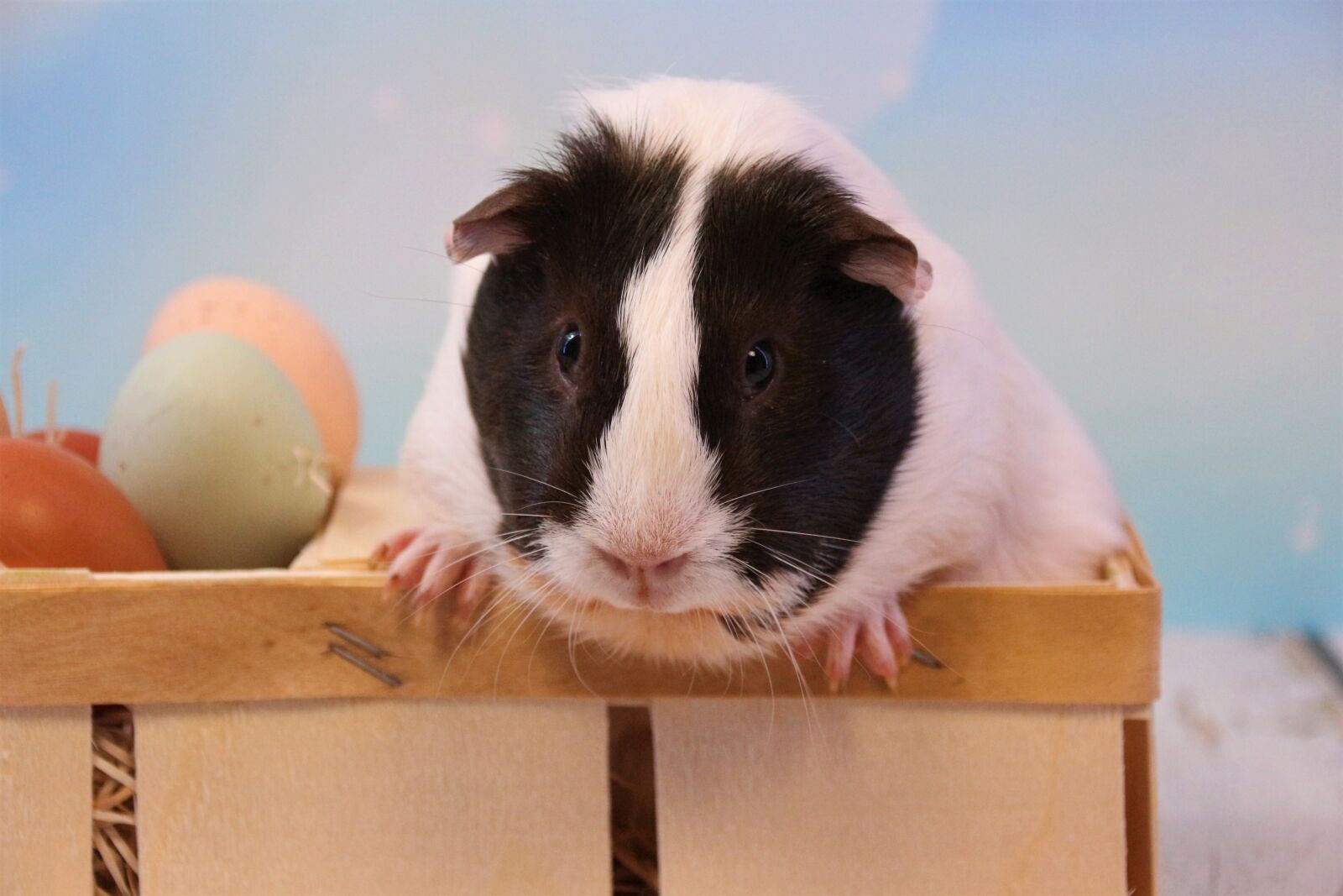 Canon EOS 700D (EOS Rebel T5i / EOS Kiss X7i) sample photo. Easter, guinea pig, rodent photography