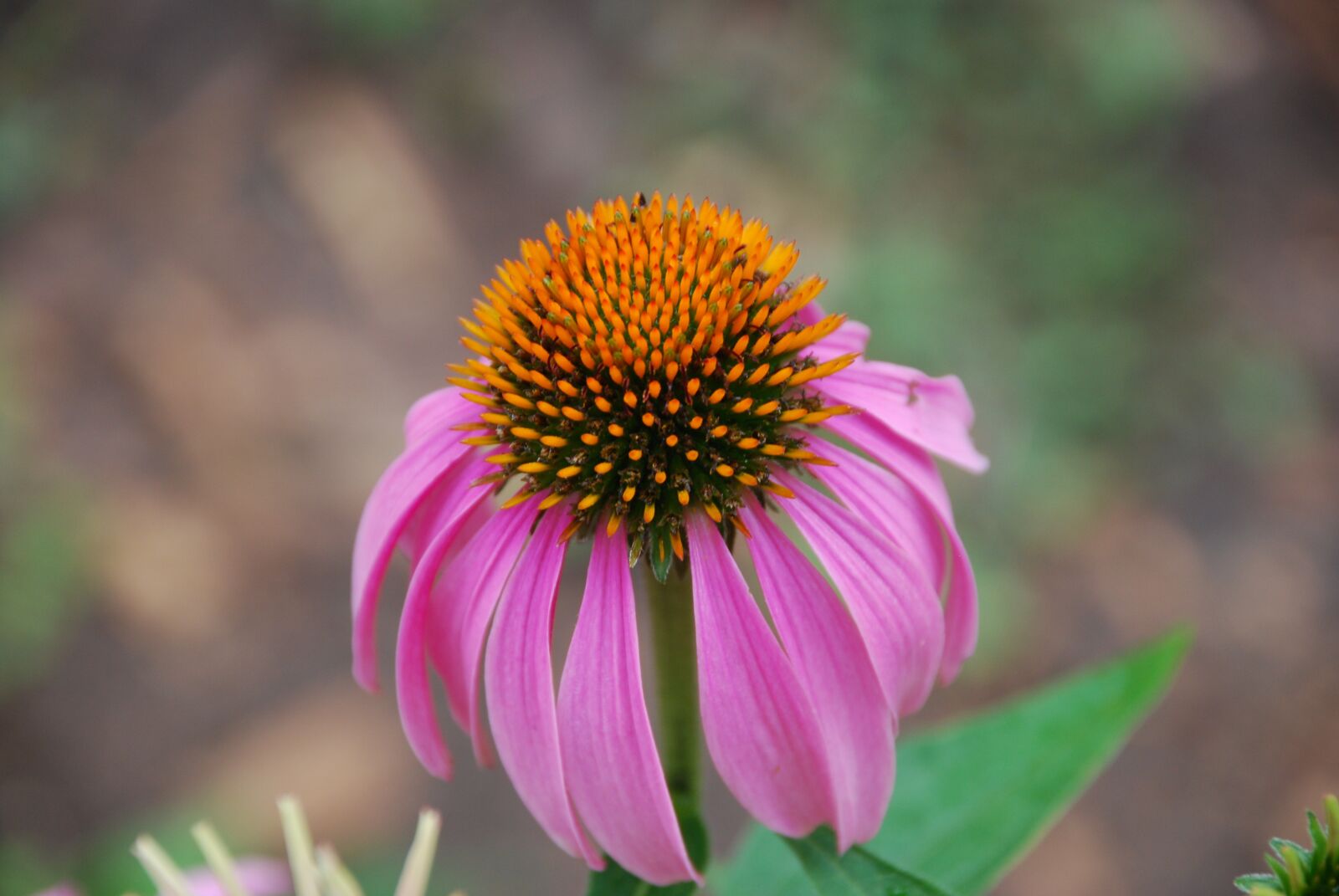 Nikon D80 sample photo. Coneflower, pink, flower photography